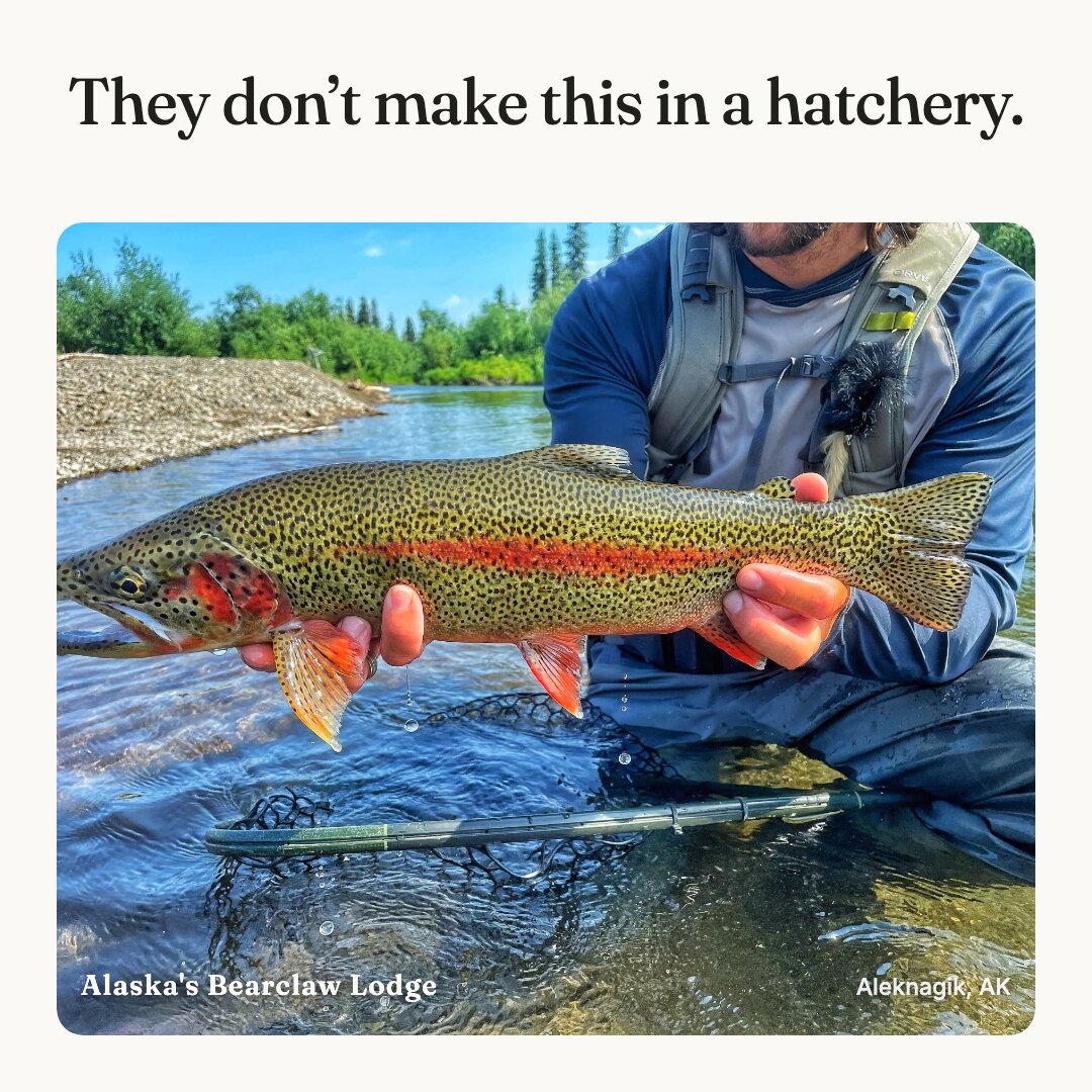 Square ad: wild Alaska rainbow held low, hook they don't make this in a hatchery