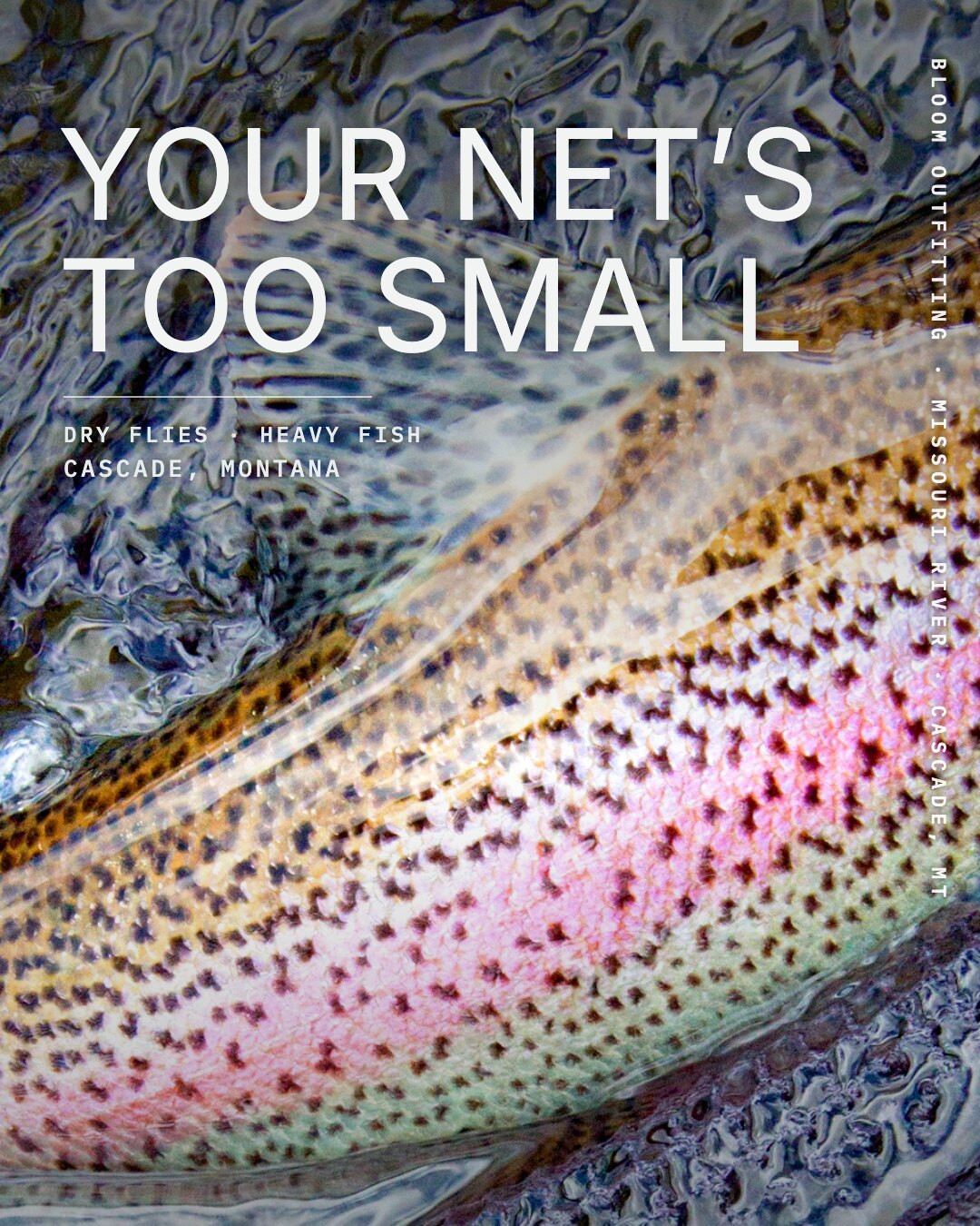 Ad: rainbow trout flank close-up, hook your net's too small