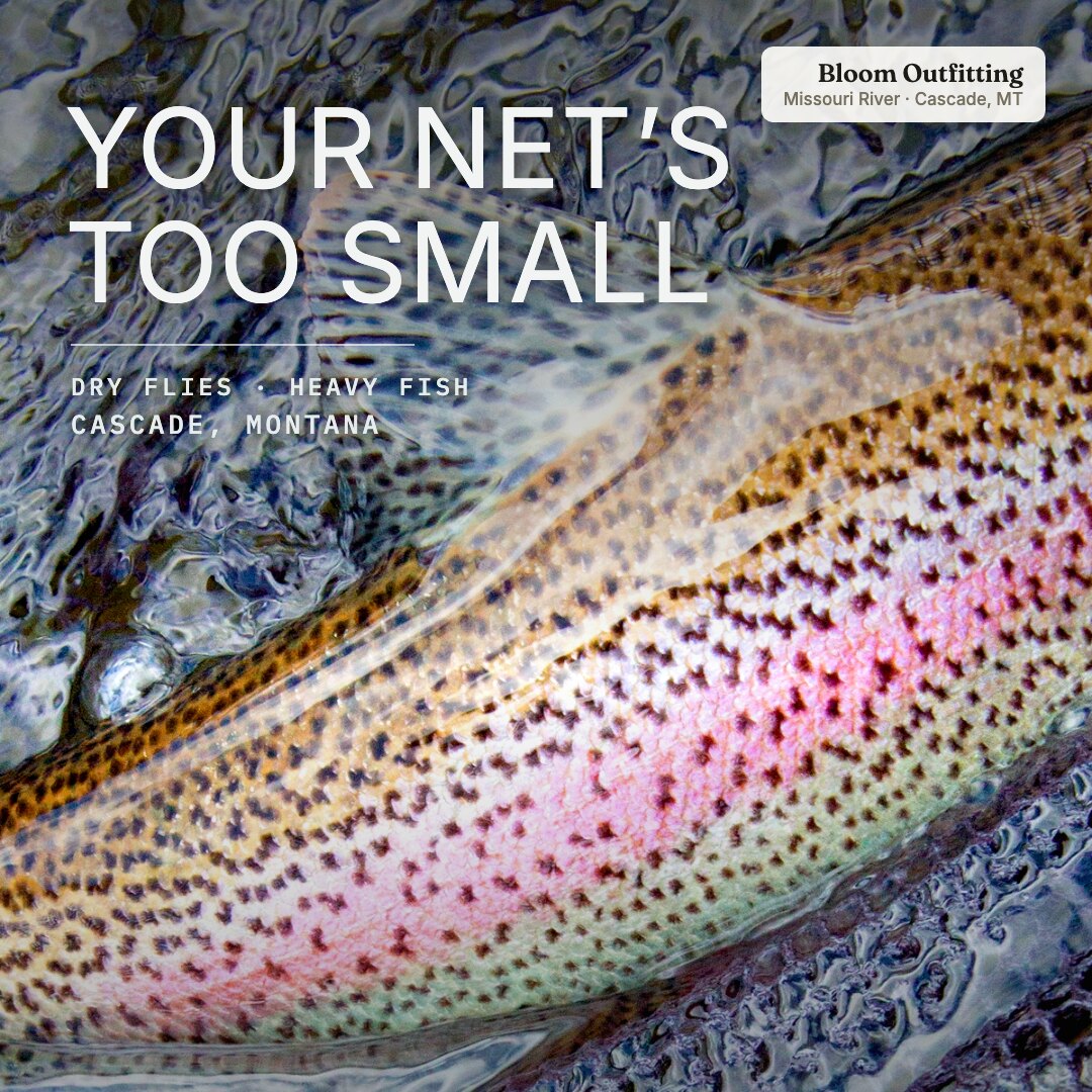 Ad: rainbow trout flank close-up, hook your net's too small (square version)