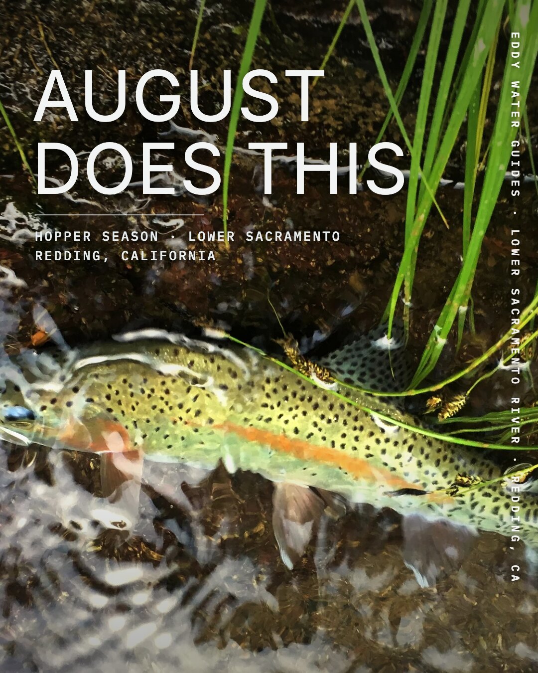 Ad: trout with hoppers in streamside grass, hook august does this