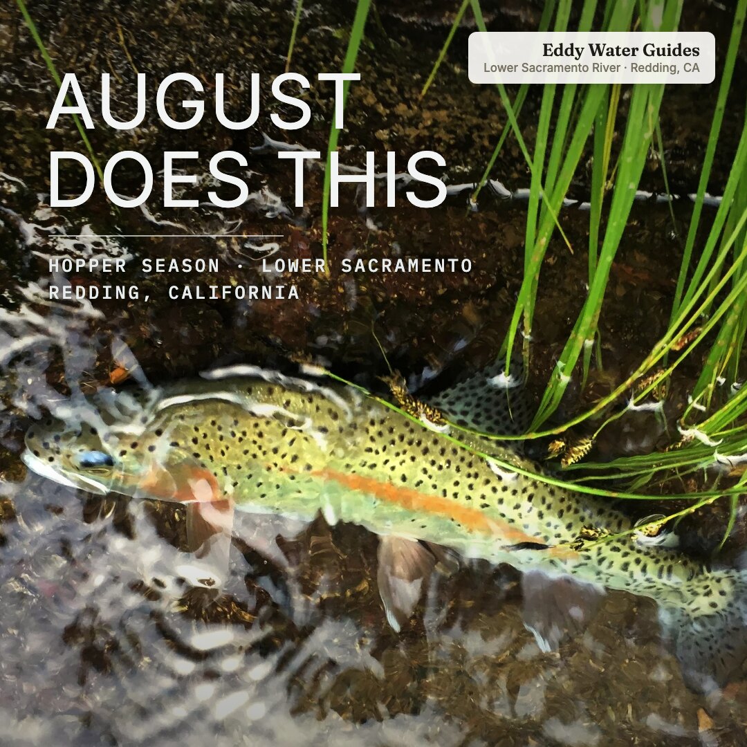 Ad: trout with hoppers in streamside grass, hook august does this (square version)