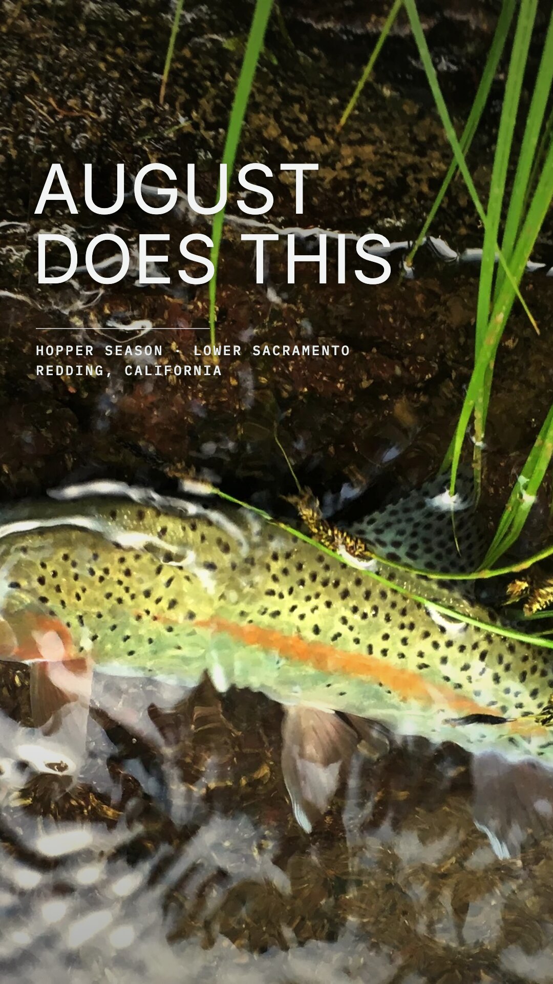 Ad: trout with hoppers in streamside grass, hook august does this (vertical version)