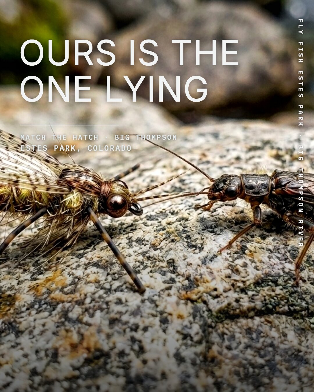 Ad: real stonefly and tied fly on rock, hook ours is the one lying