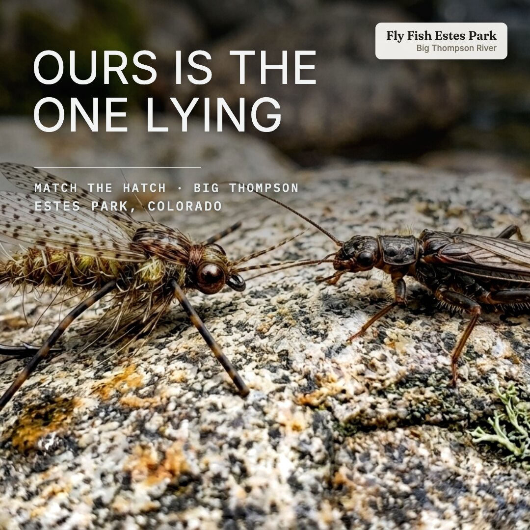 Ad: real stonefly and tied fly on rock, hook ours is the one lying (square version)