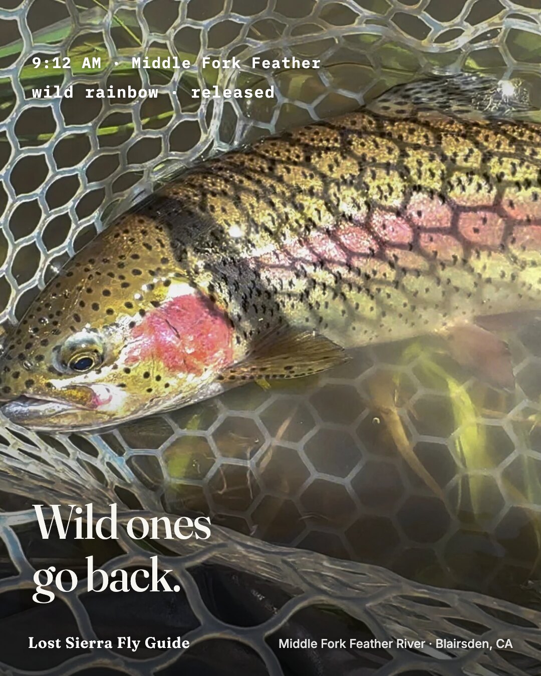Ad: wild rainbow in the net, logline nine twelve am released, hook wild ones go back