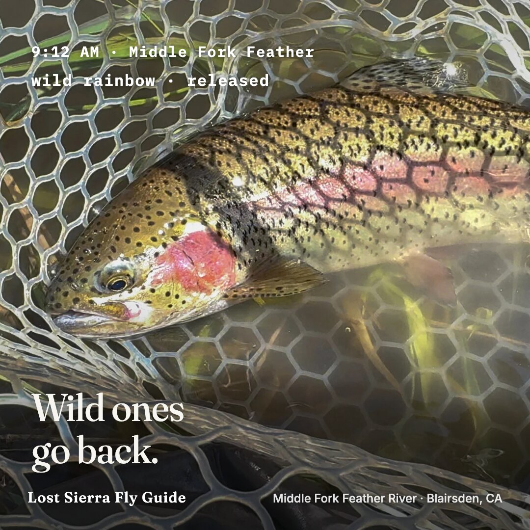 Ad: wild rainbow in the net, logline nine twelve am released, hook wild ones go back (square version)