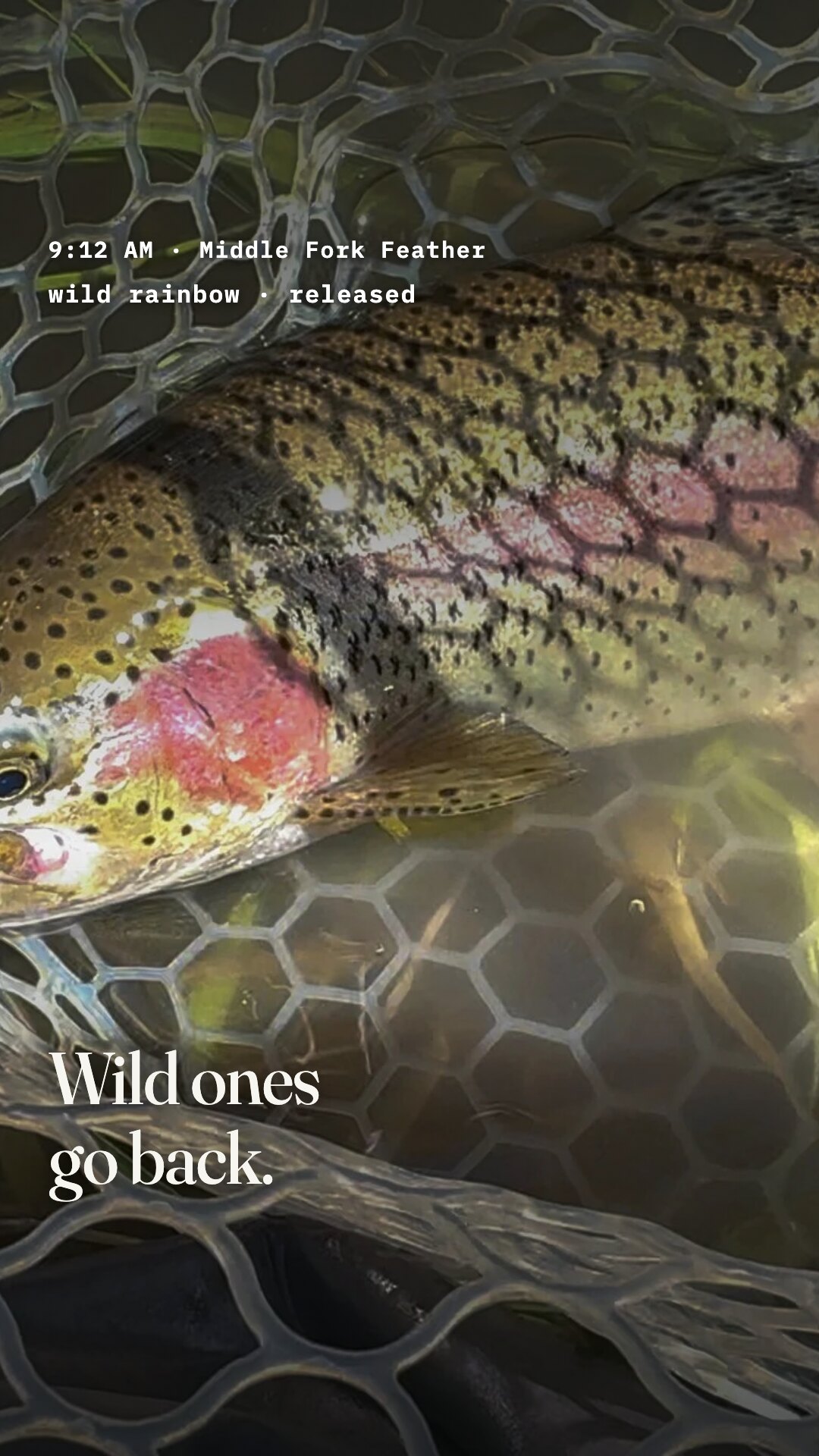 Ad: wild rainbow in the net, logline nine twelve am released, hook wild ones go back (vertical version)