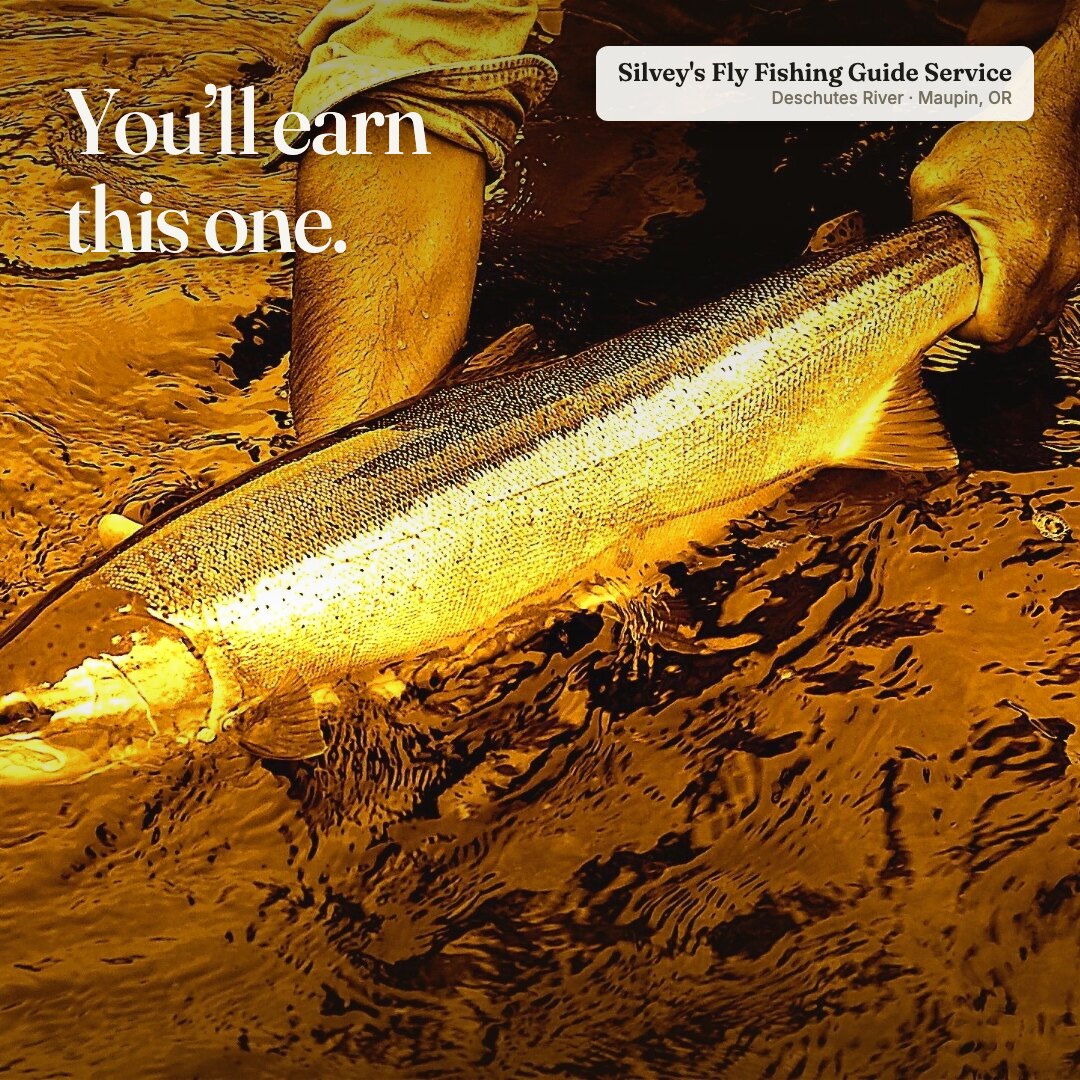 Ad: golden underwater steelhead release, hook you'll earn this one (square version)