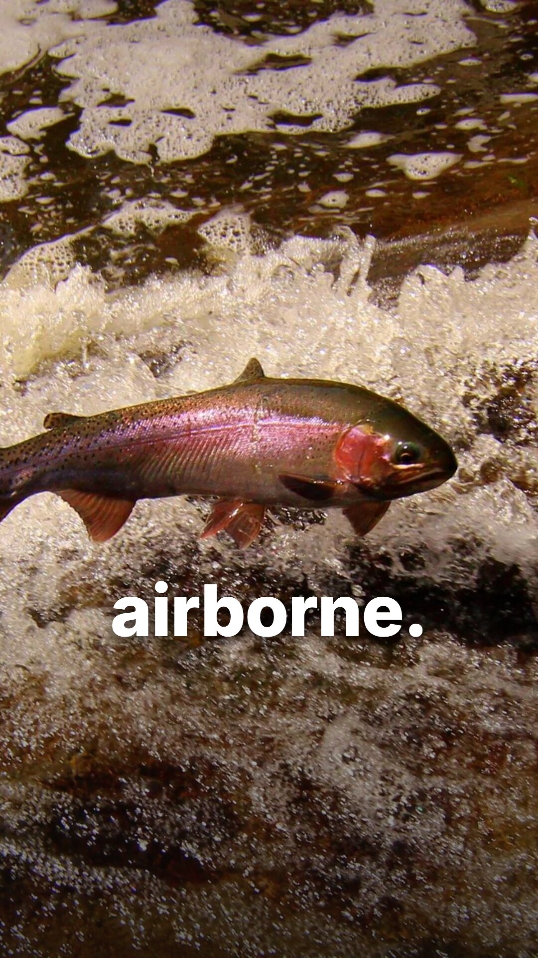 Ad: rainbow trout leaping in whitewater, hook airborne (vertical version)
