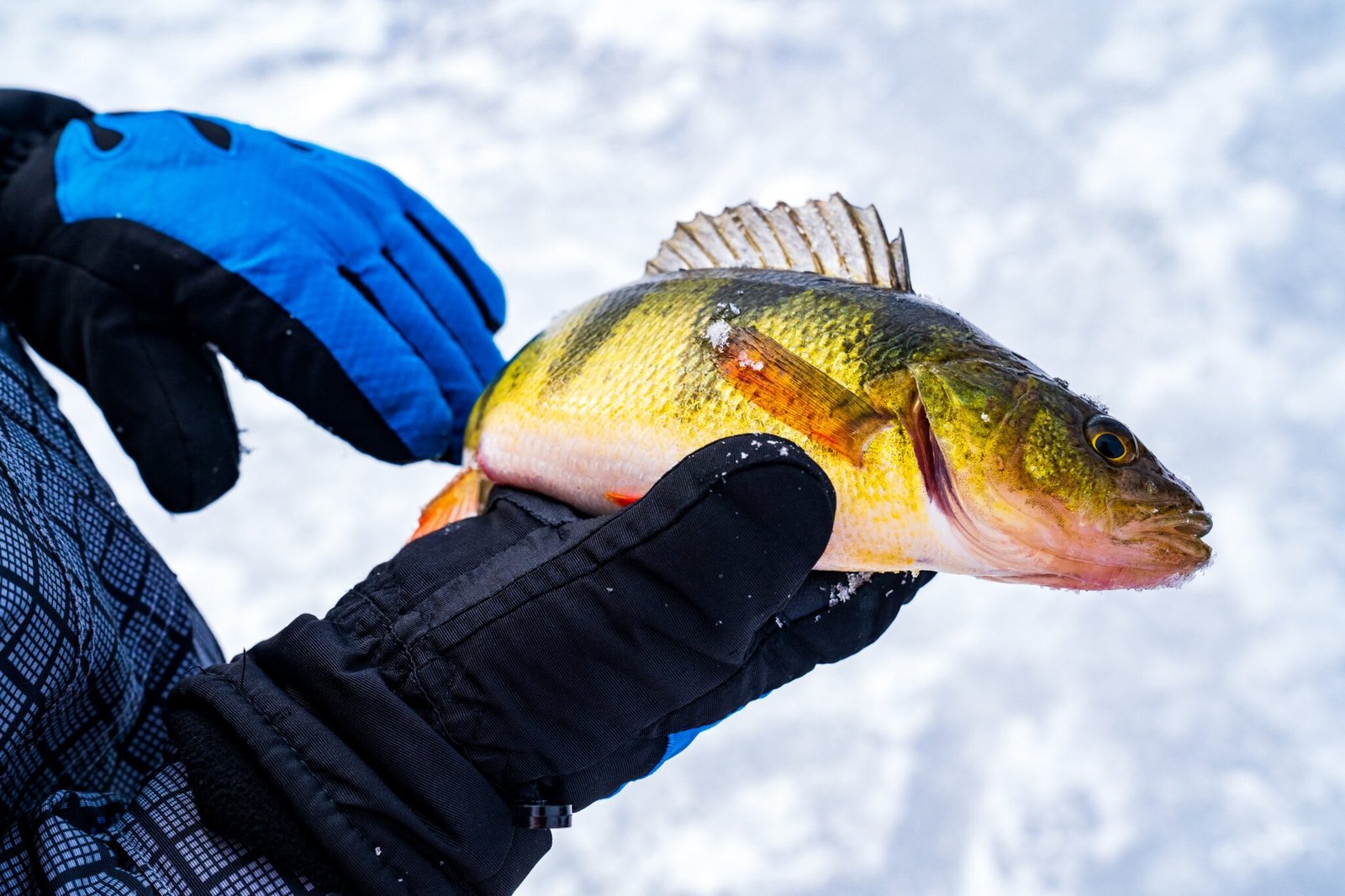 The working end of a guided day, photographed by Adirondack Ice Fishing in NY