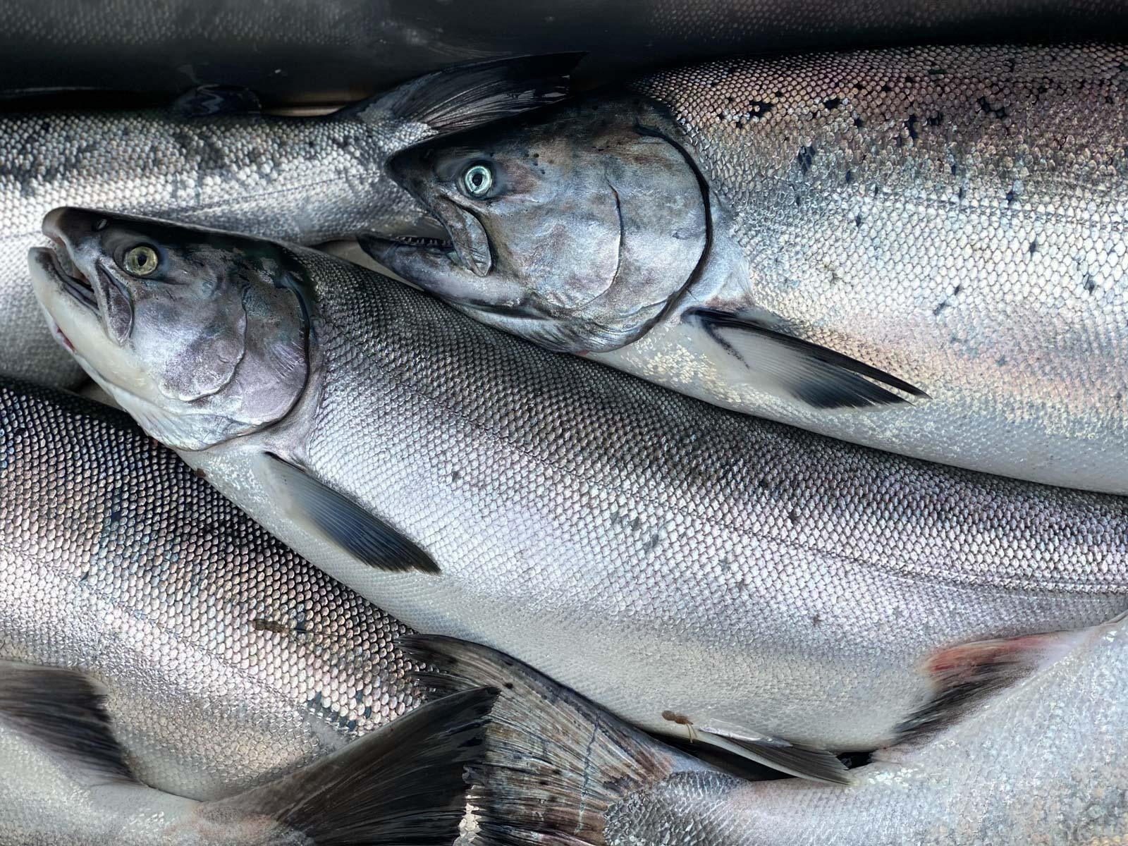 A guide working with a client on the water, photographed by Adventures in Alaska Charters in AK