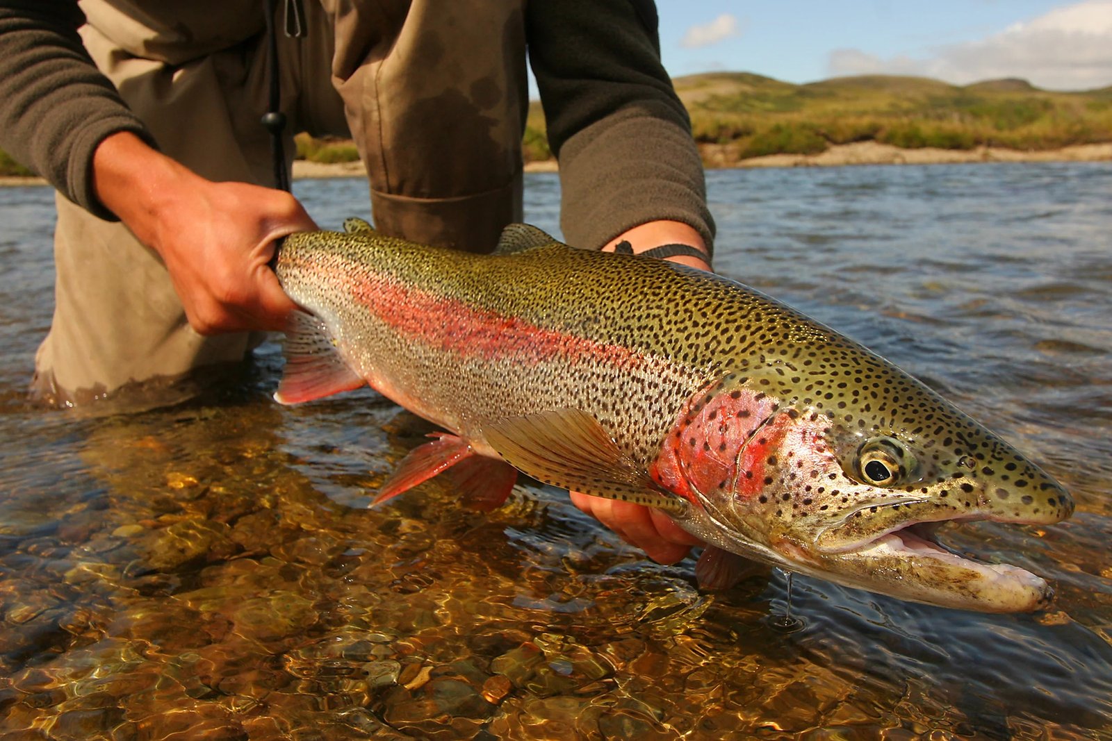 A guide working with a client on the water, photographed by Alaska Fly Anglers in AK