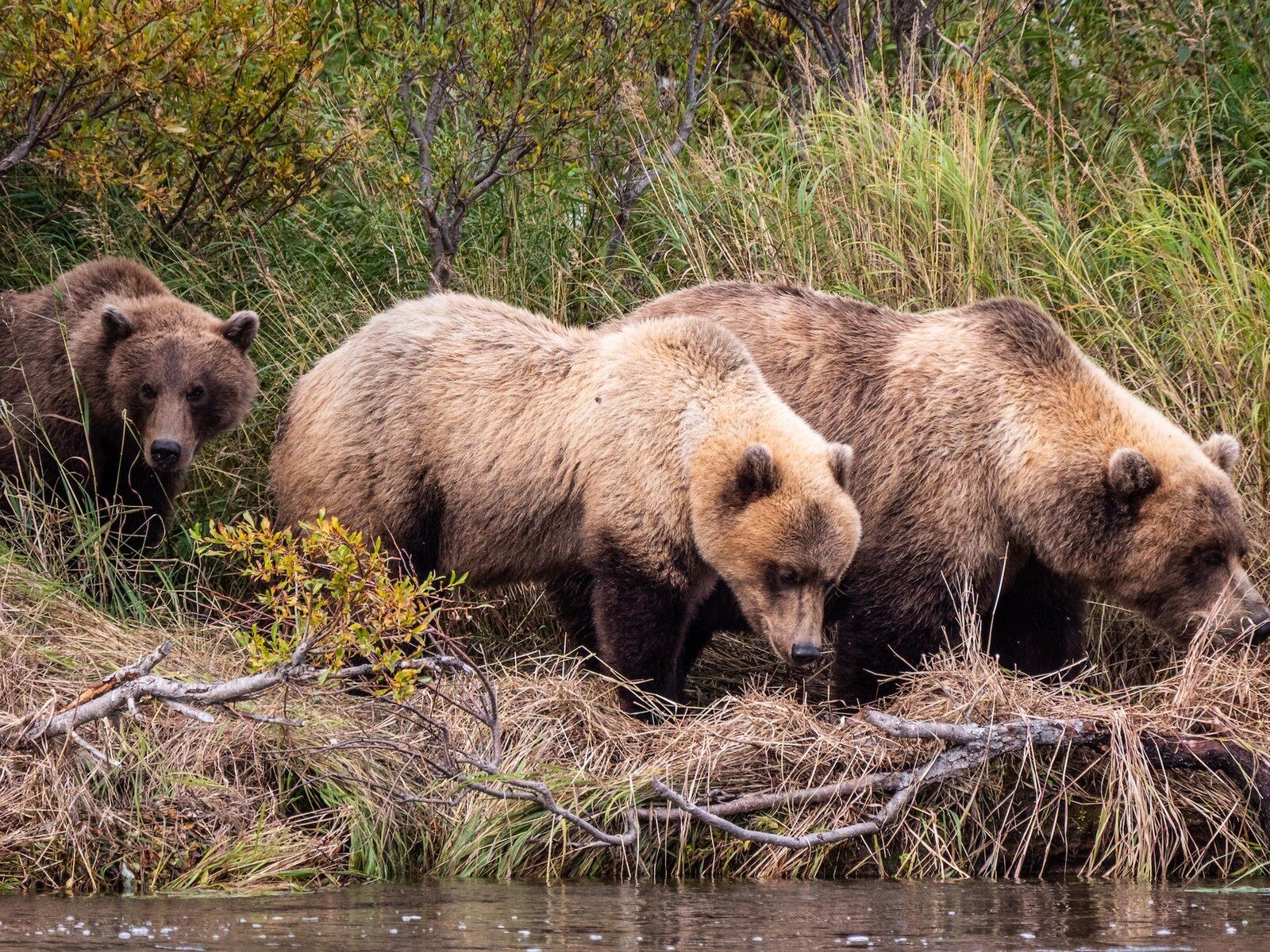 On the Lake Aleknagik, photographed by Alaska's Bearclaw Lodge