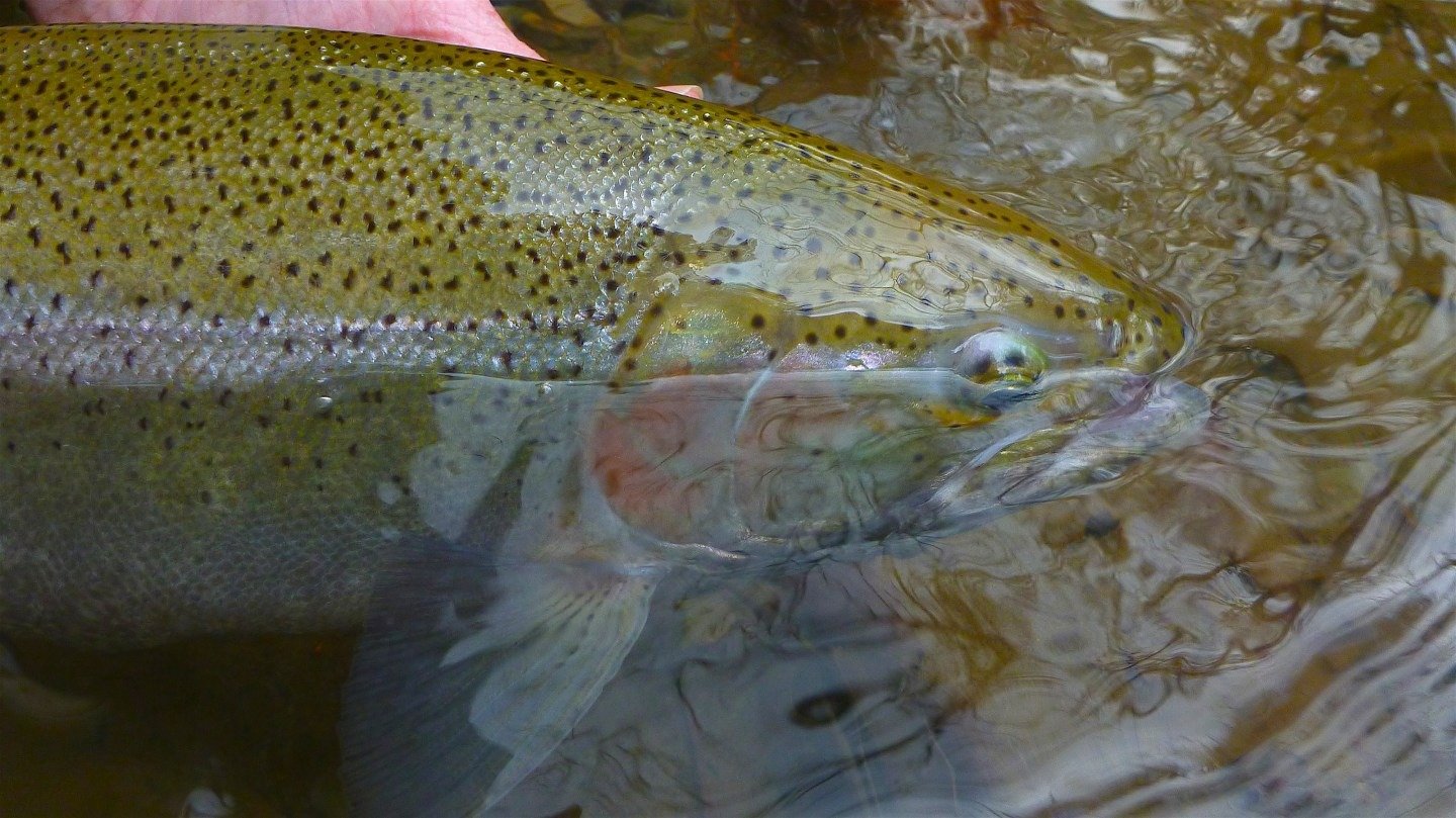 A guide working with a client on the water, photographed by Alberto Rey Guide Service in NY