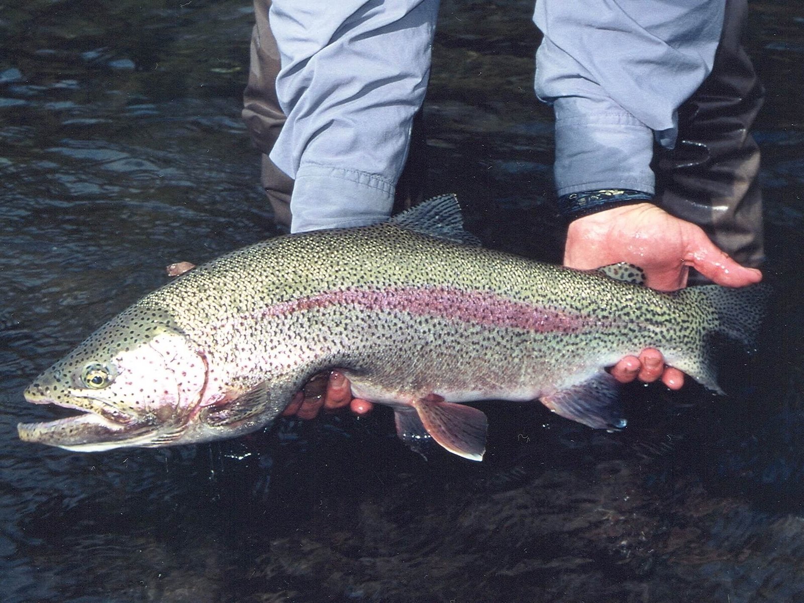 A guide at work during a trip, photographed by All Alaska Outdoors Lodge in AK