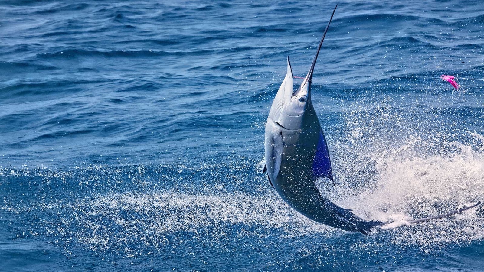 On the water in Hawaii, photographed by Aloha Kauai Sportfishing