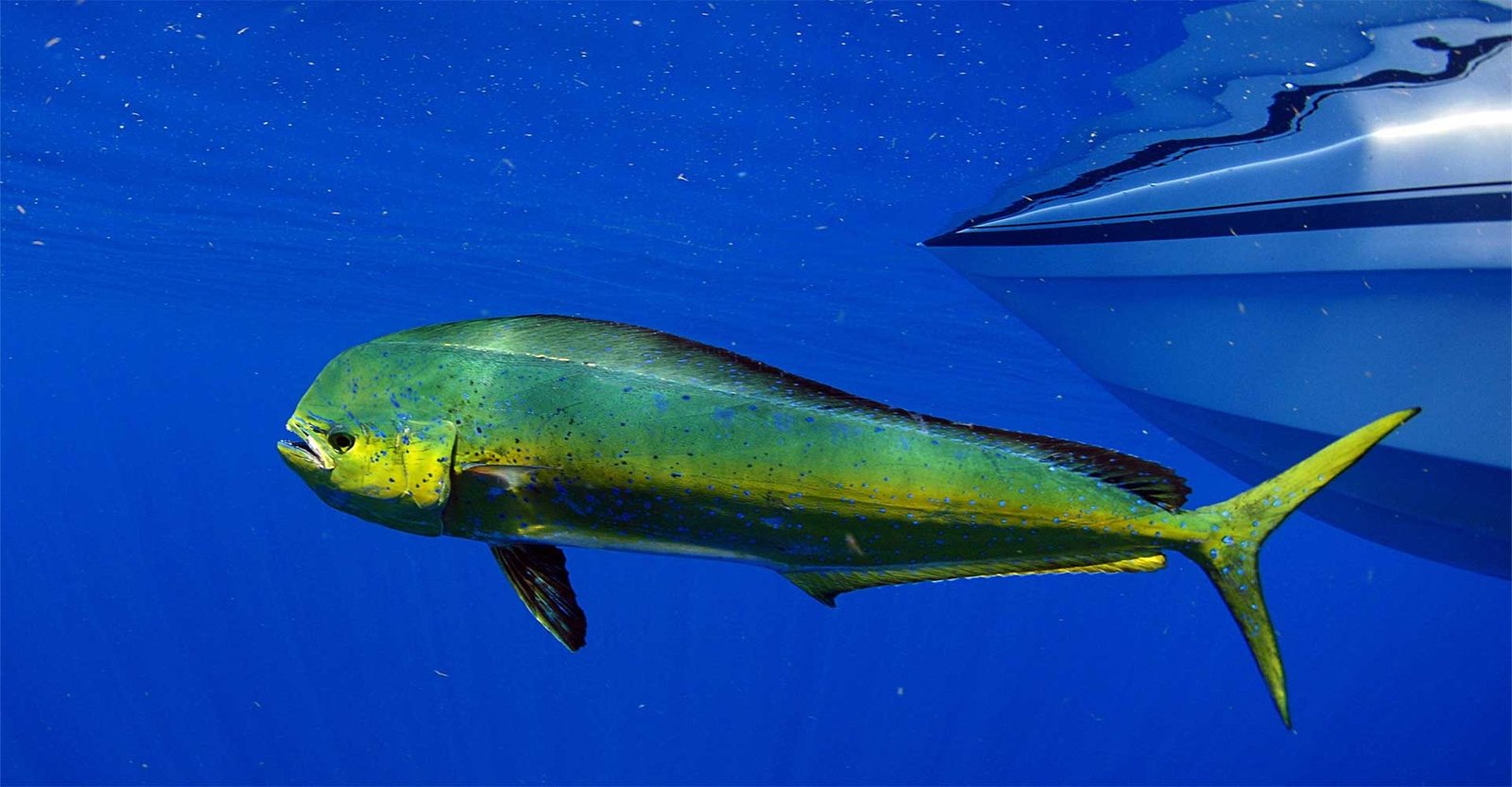 Aloha Kauai Sportfishing on the water in Hawaii