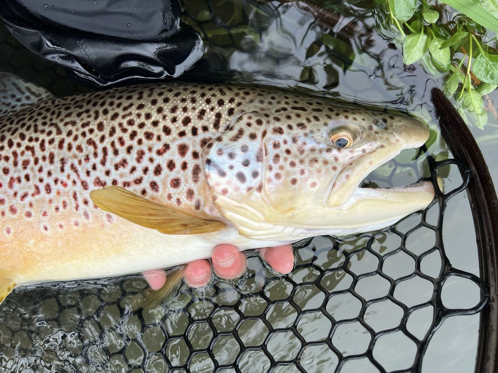 American Fly Fishing Company on Spring Creek