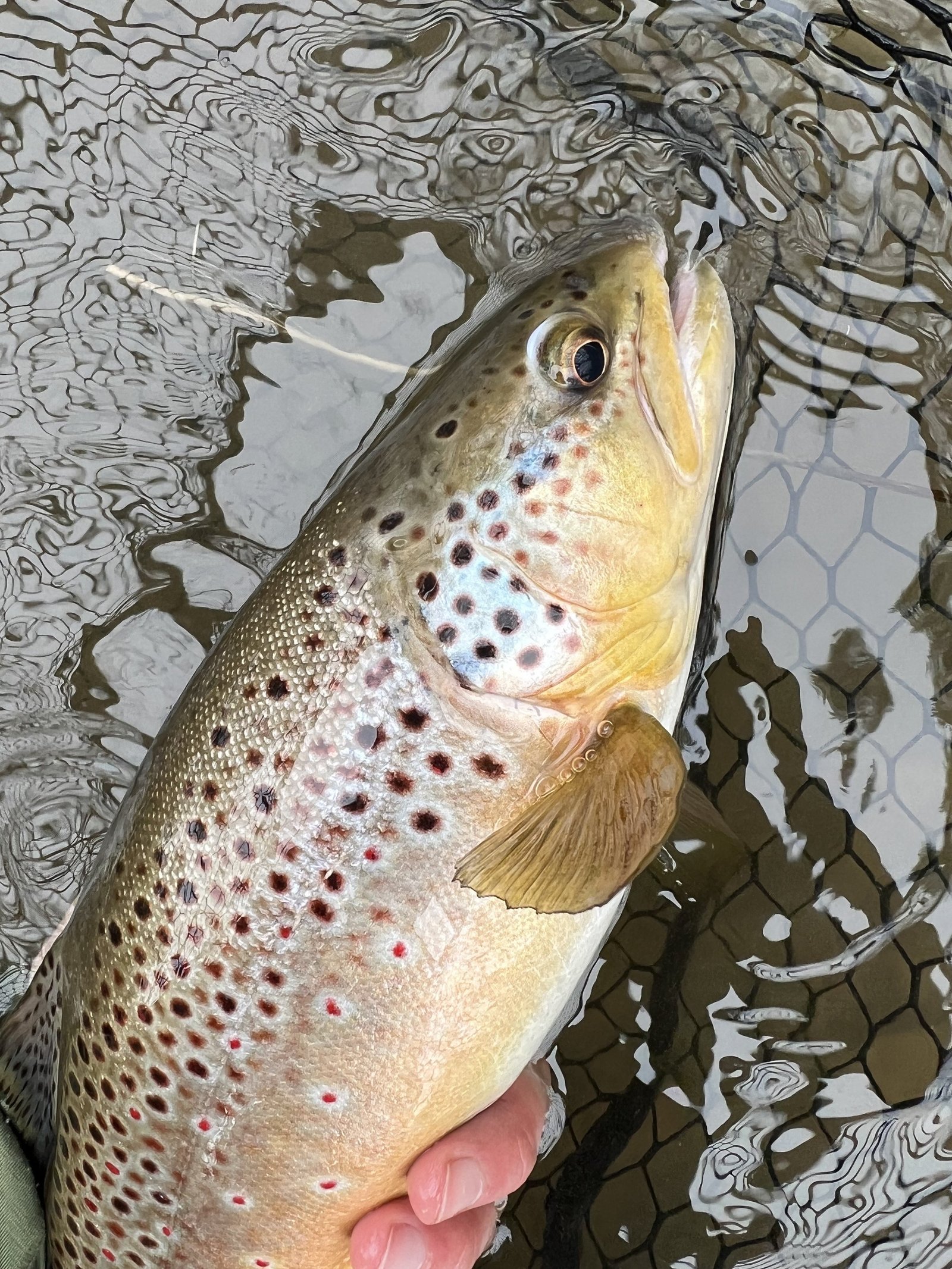 American Fly Fishing Company on the water in Pennsylvania