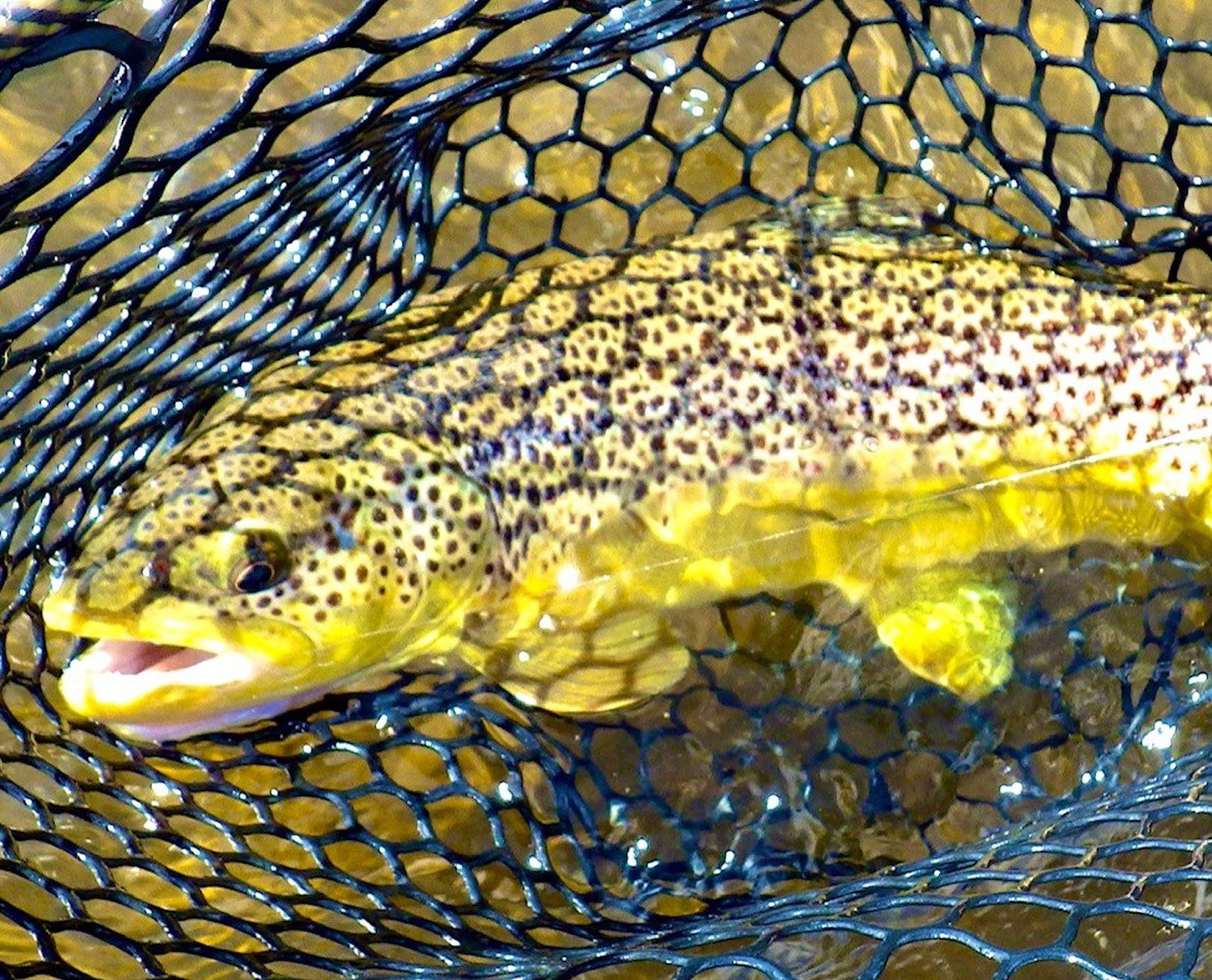 On the Big Hole River, photographed by Backcountry Angler