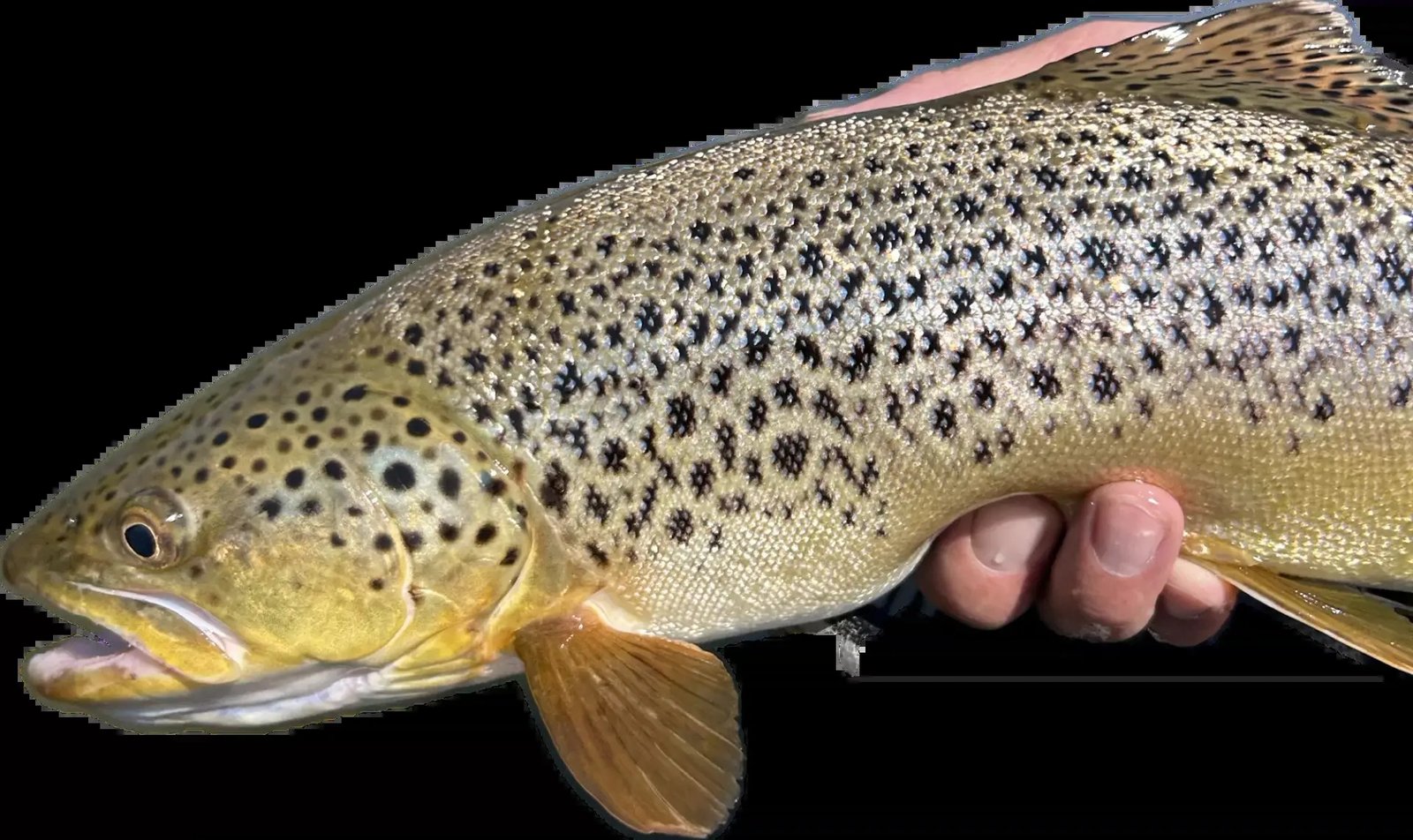 A guide at work during a trip, photographed by Bighorn Drifters in WY
