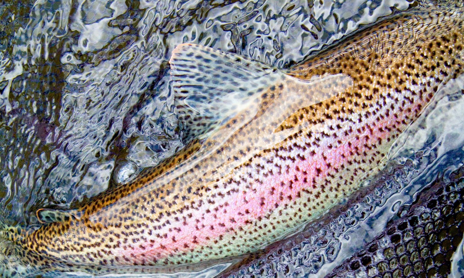 Bloom Outfitting on Missouri River