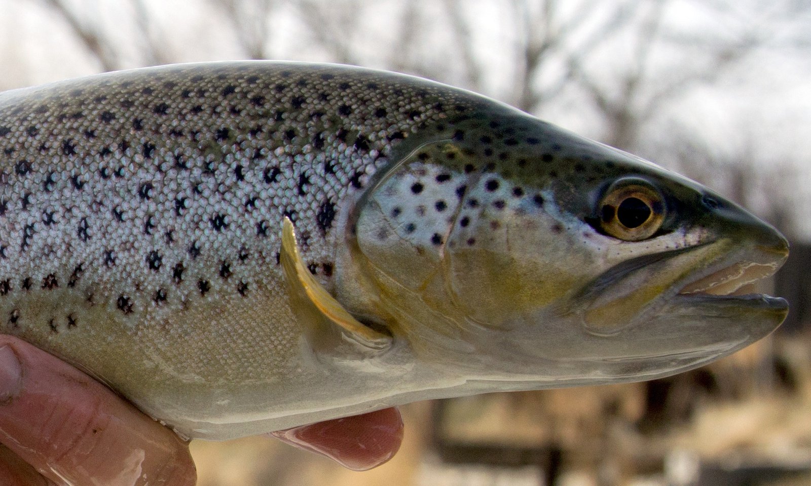 Bloom Outfitting on the water in Montana