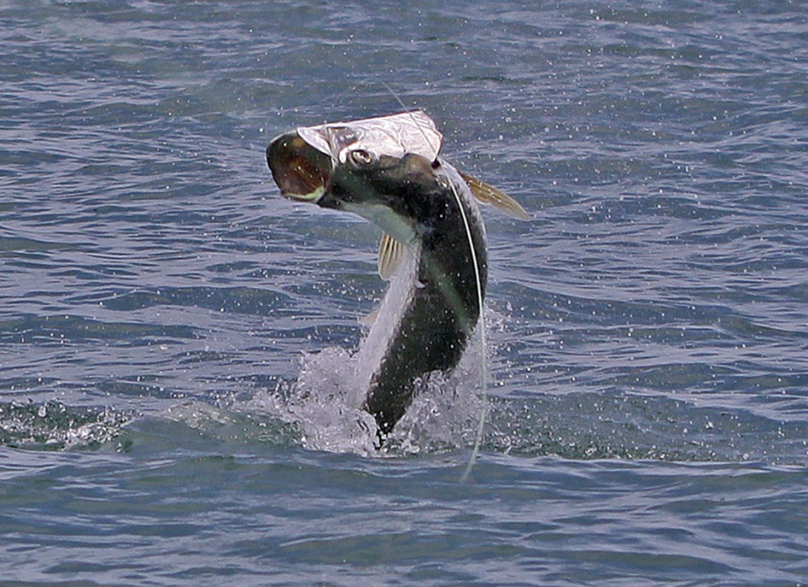 On the Pine Island Sound, photographed by Boca Grande Fly Fishing Guide