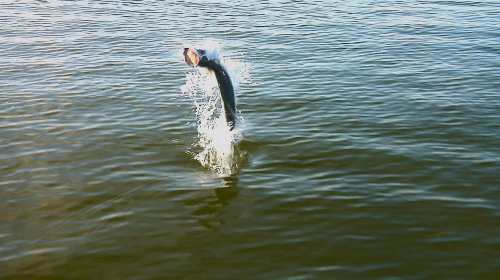 On the Punta Gorda, photographed by Boca on the Fly