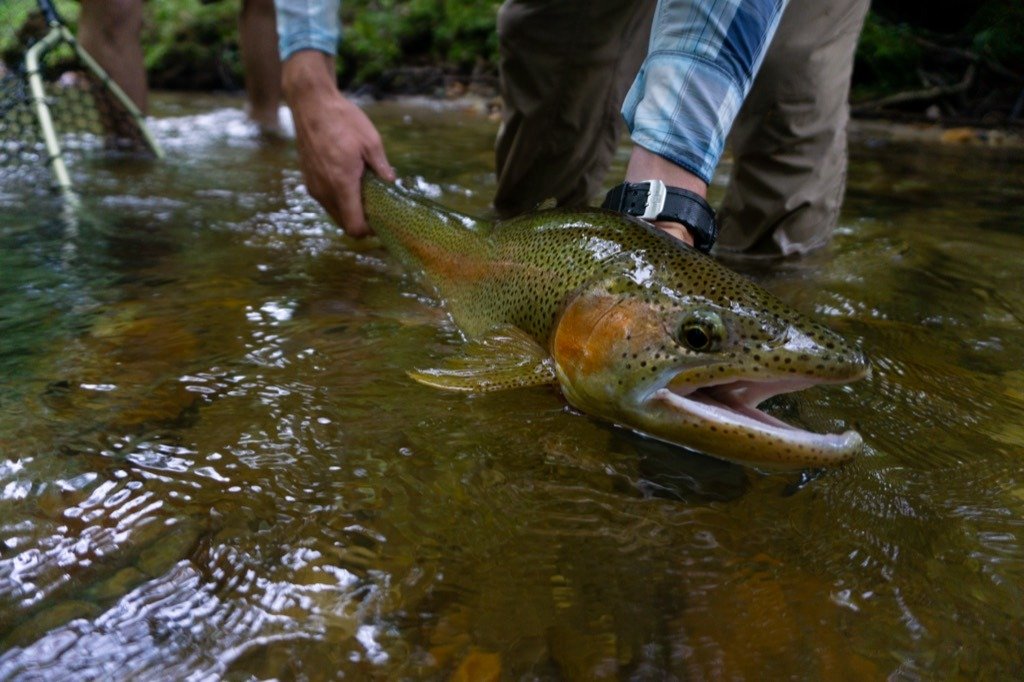 A trout being released into clear water