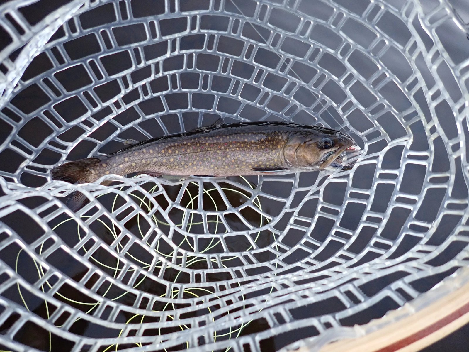 On the Rangeley River, photographed by Bucktail Guide Service