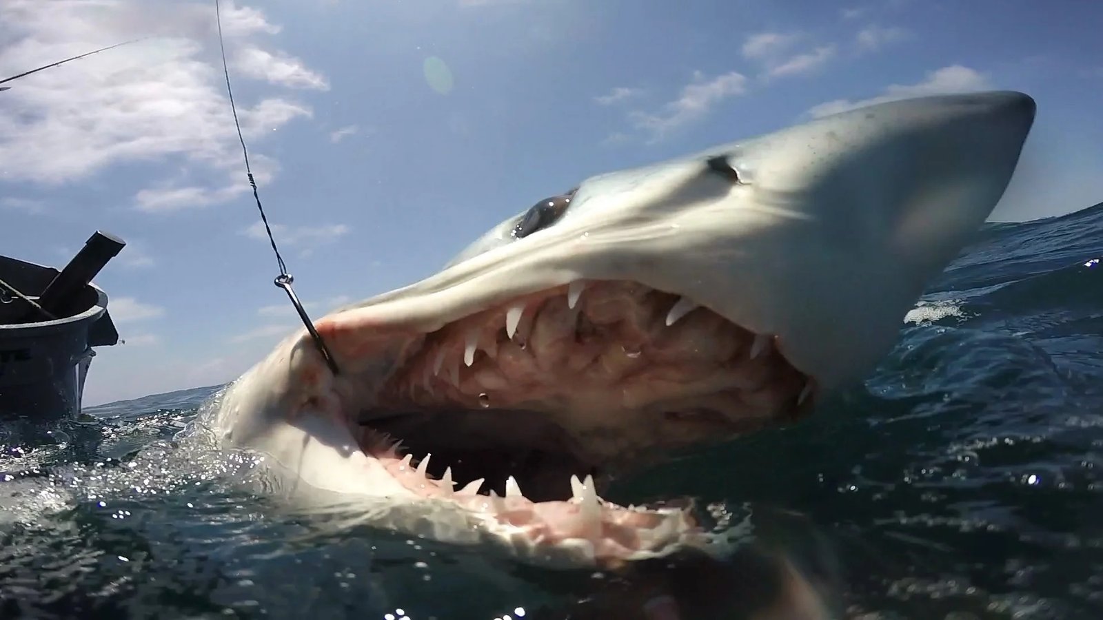 Water where guides here run blue shark trips, photographed by California Shark Fishing
