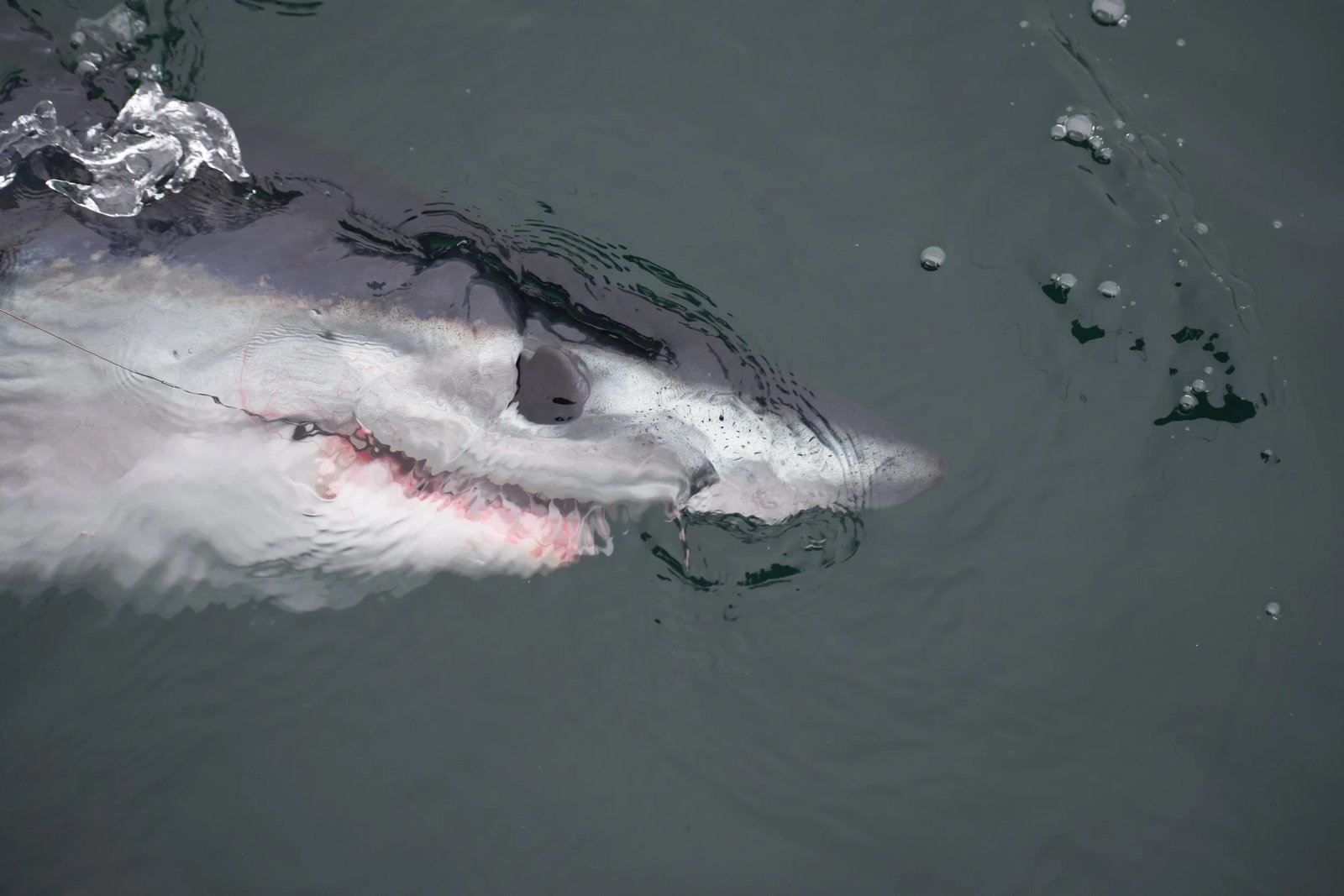 A guide working with a client on the water, photographed by California Shark Fishing in CA