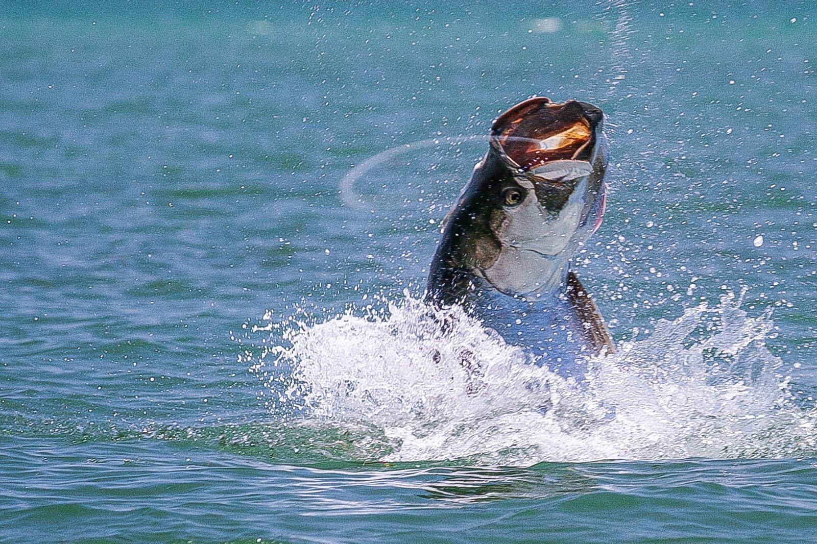 Capt. Geoff Colmes Florida Keys Fly Fishing on the water in Florida