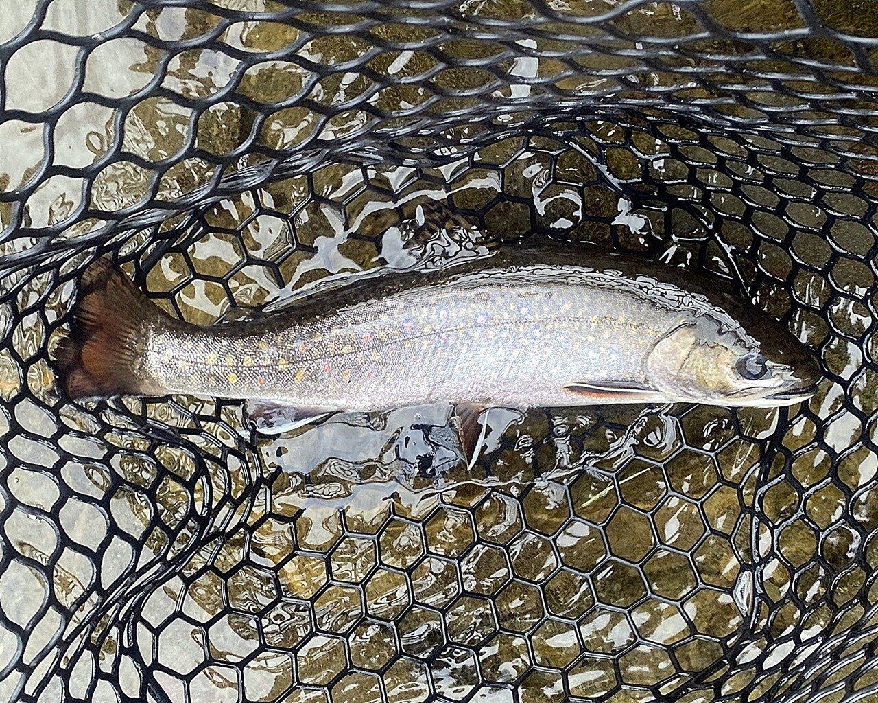On the Fish River, photographed by Chandler Lake Camps and Lodge