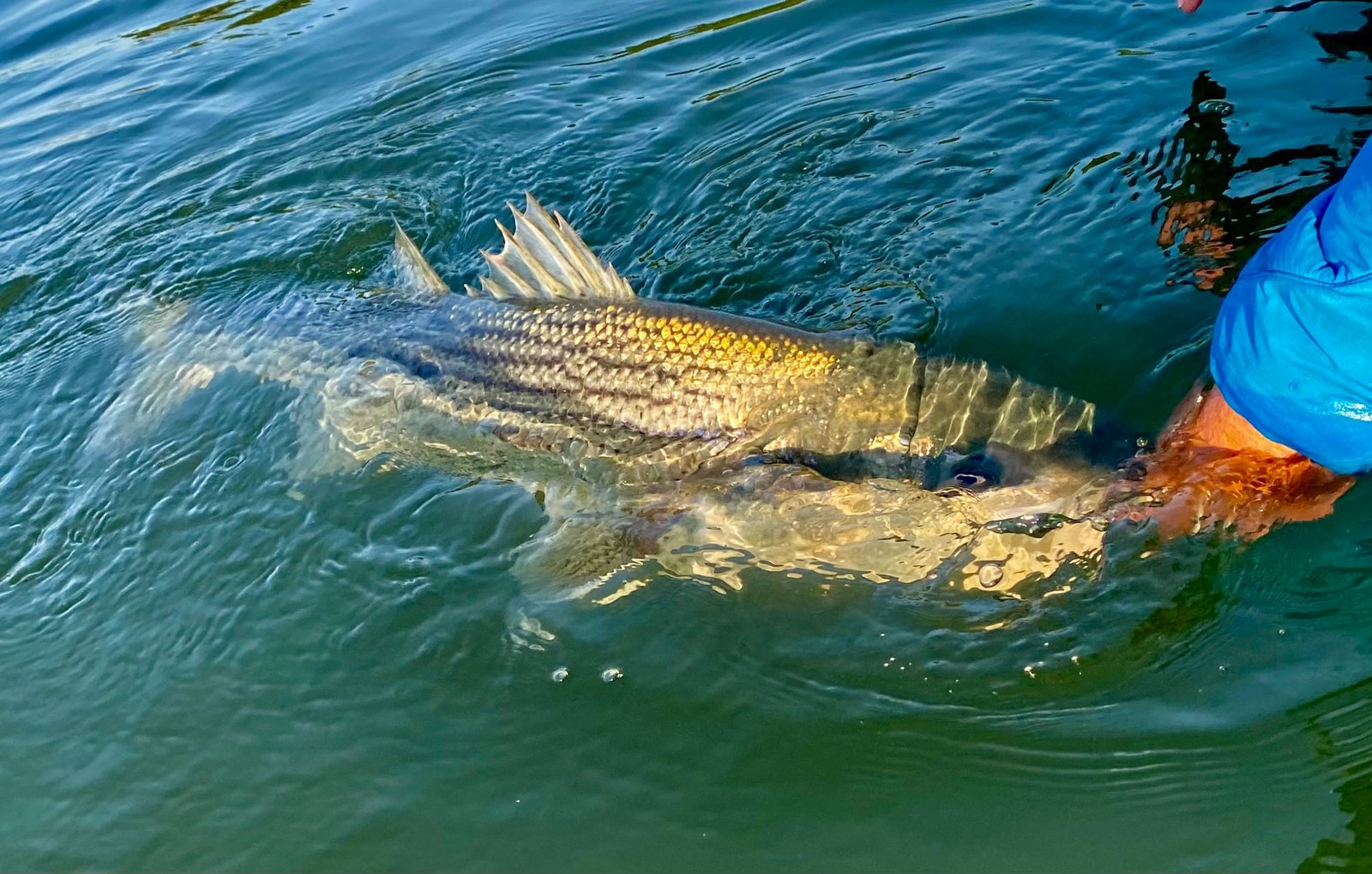 On the Merrymeeting Bay, photographed by Coastal Fly Angler