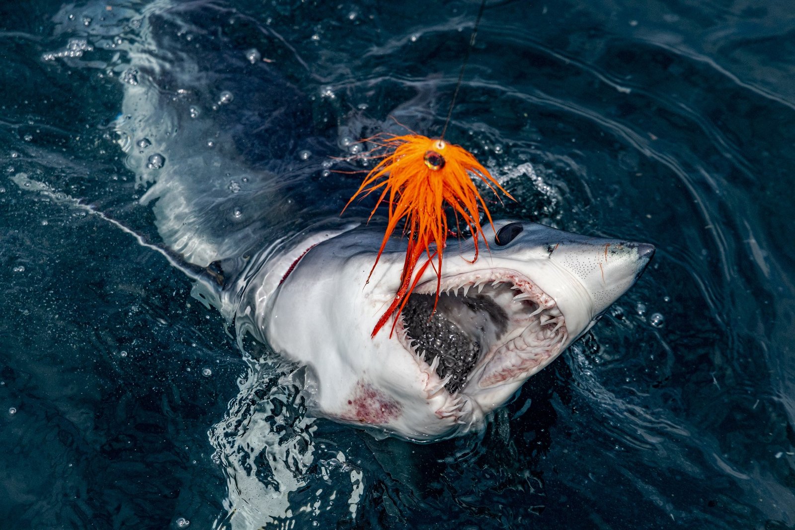 On the San Diego offshore waters, photographed by Conway Bowman Fly Fishing