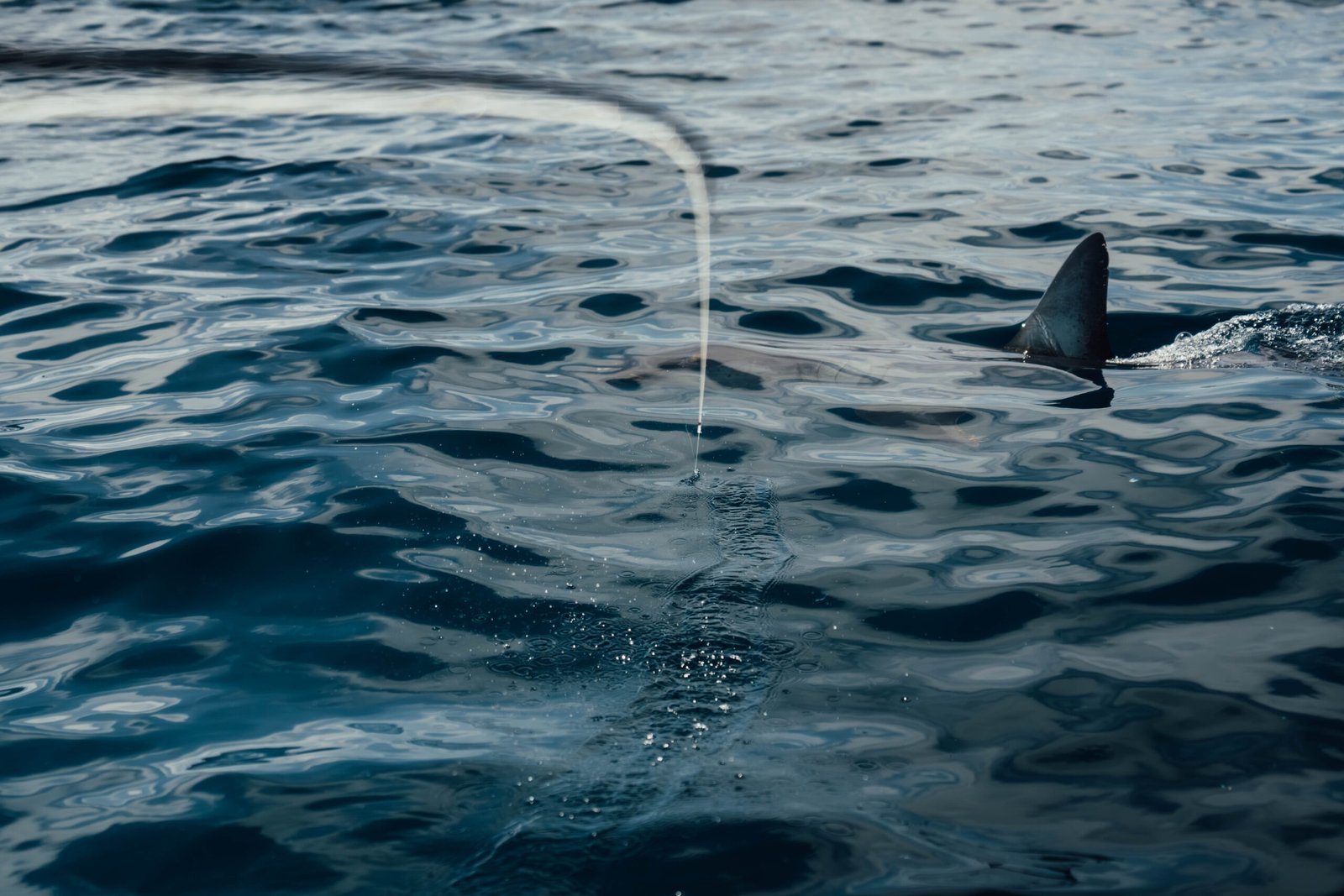 A guide working with a client on the water, photographed by Conway Bowman Fly Fishing in CA
