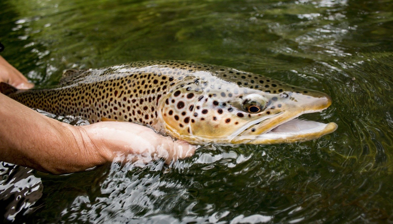 A guided trip in progress on open water, photographed by Dally's Ozark Fly Fisher in AR