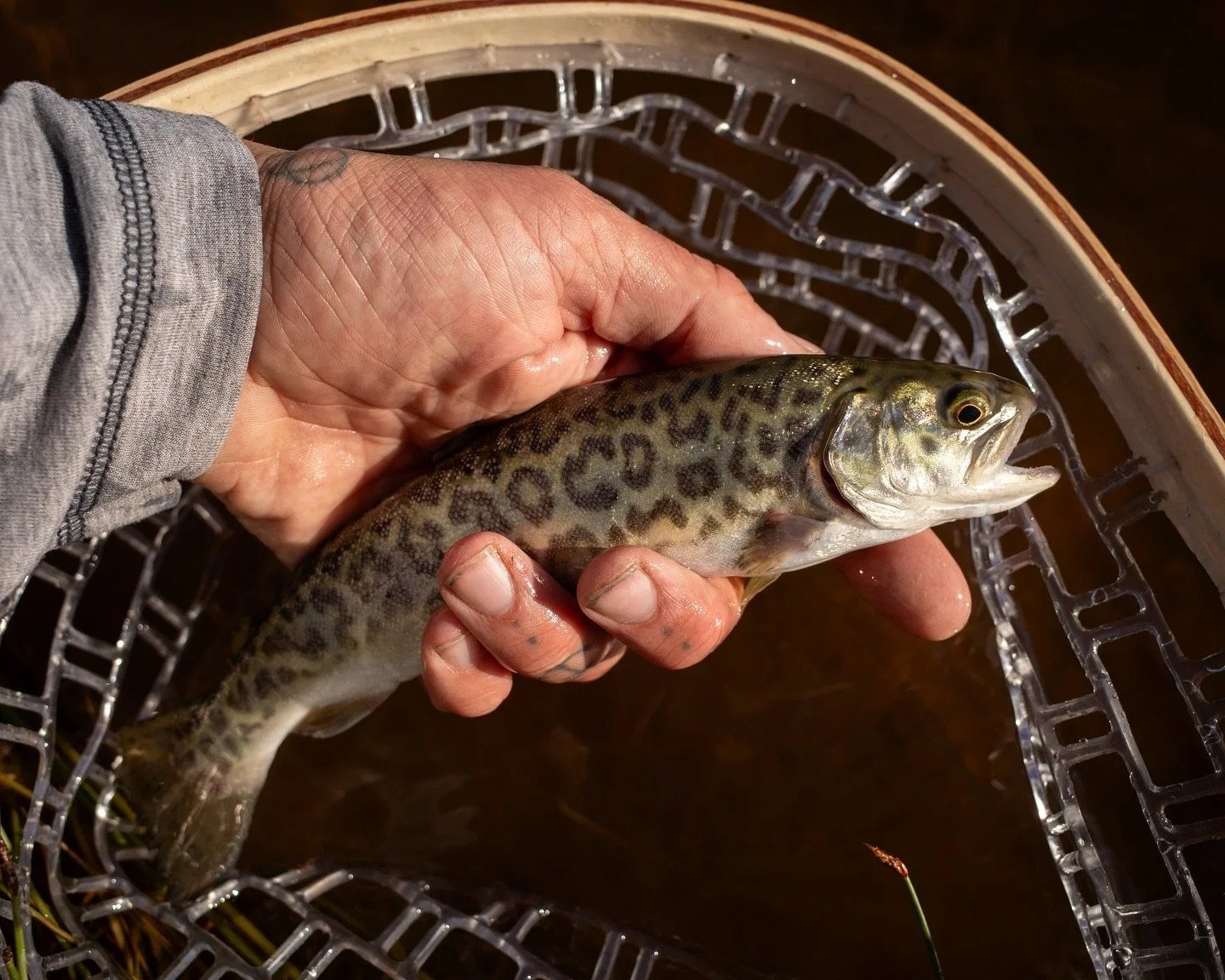 On the Oak Creek, photographed by Dirty Verde Outfitters