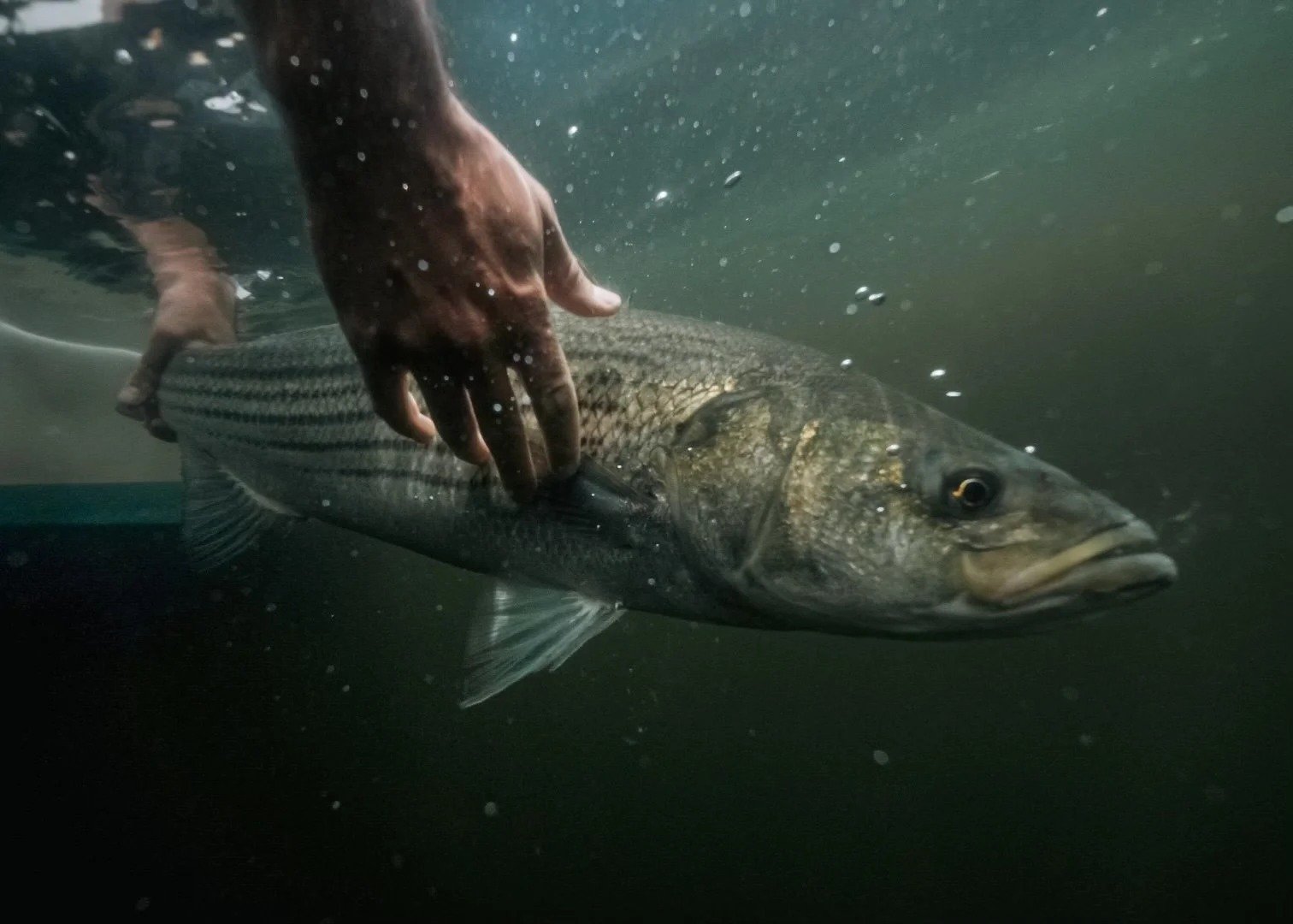 Double Haulin' Fly & Light Tackle Charters on the water in Maine