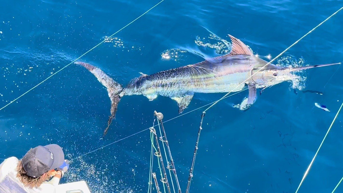The working end of a guided day, photographed by E-FishinSea Sport Fishing Charters in VA