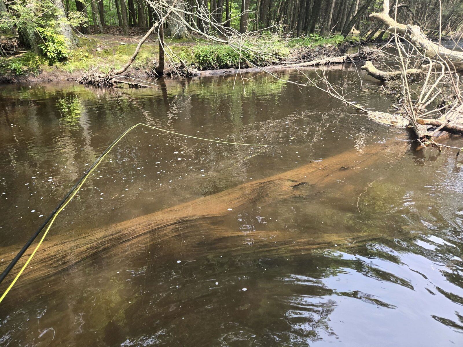 Eastern CT Fly Fishing on the water in Connecticut