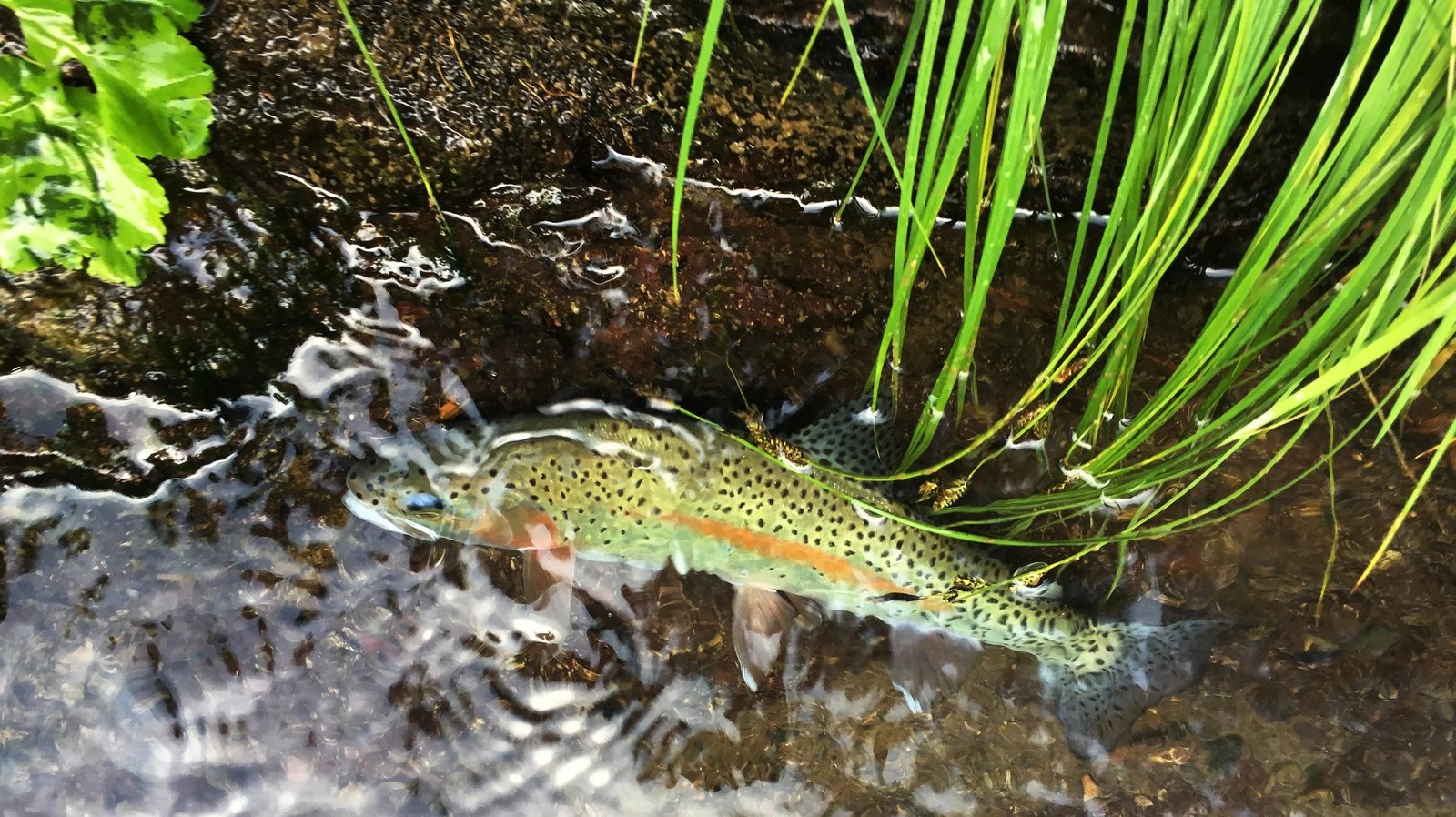 Eddy Water Guides on Lower Sacramento River