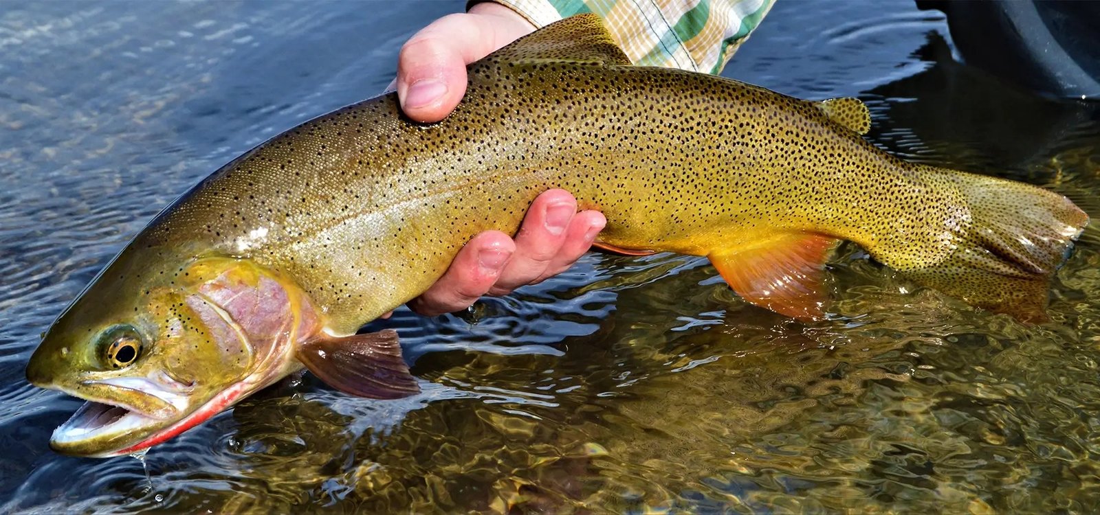 The working end of a guided day, photographed by Fish The Fly Guide Service in WY