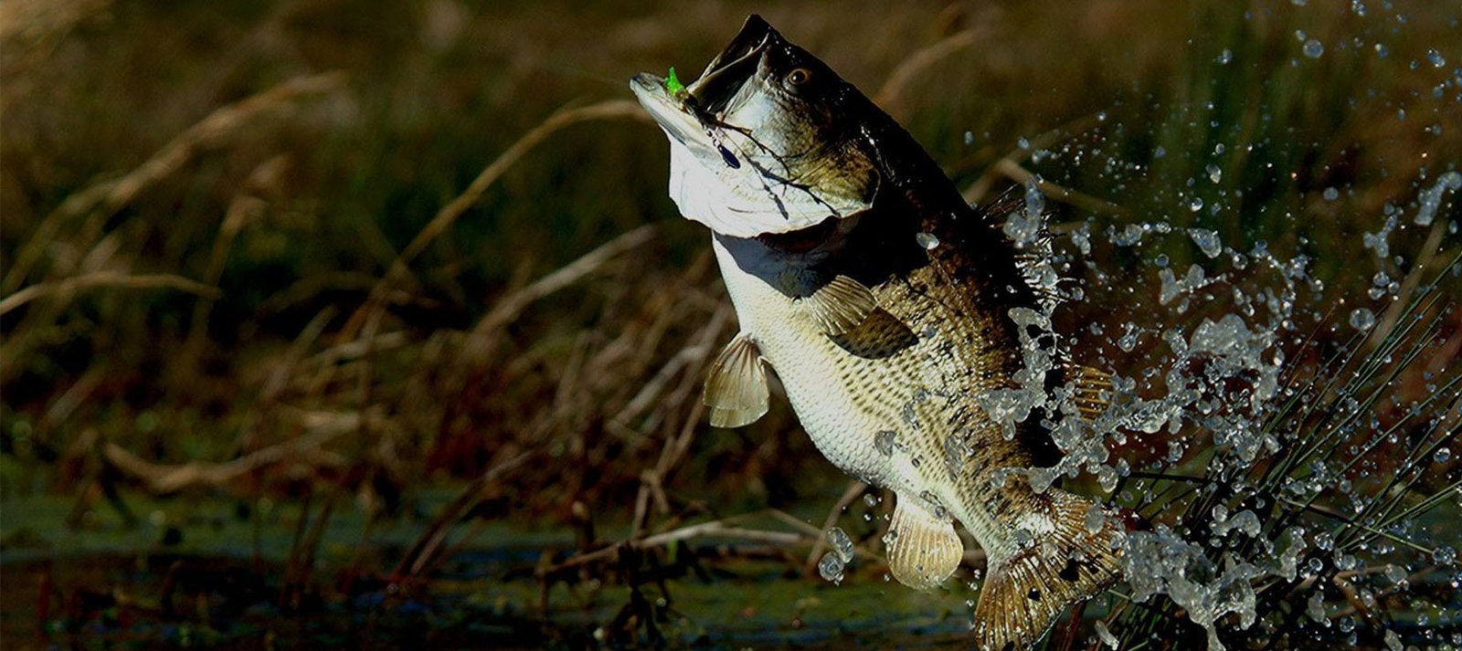A guide working with a client on the water, photographed by Fishing Guide Austin in TX