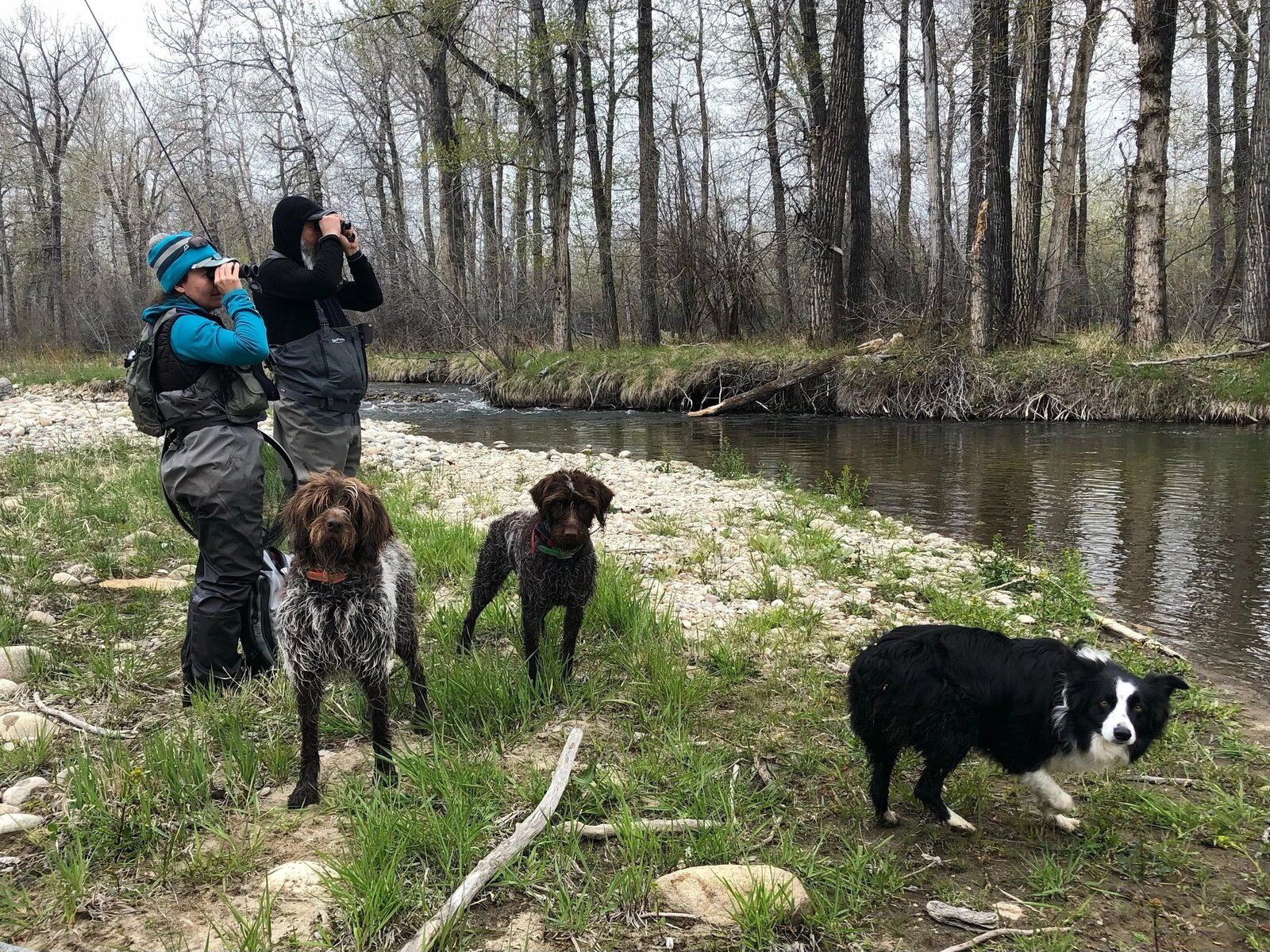 Fly Fishing Only Adventures on Yellowstone River
