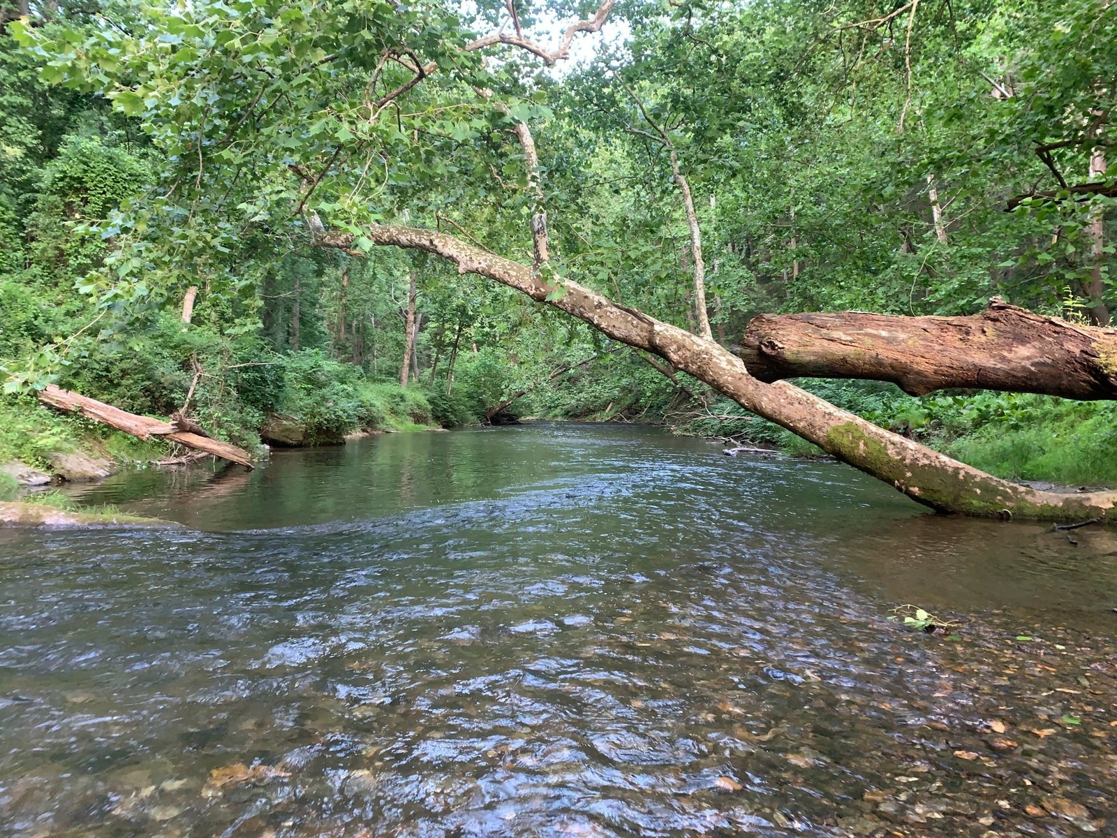 On the Savage River, photographed by Flys in Disguise