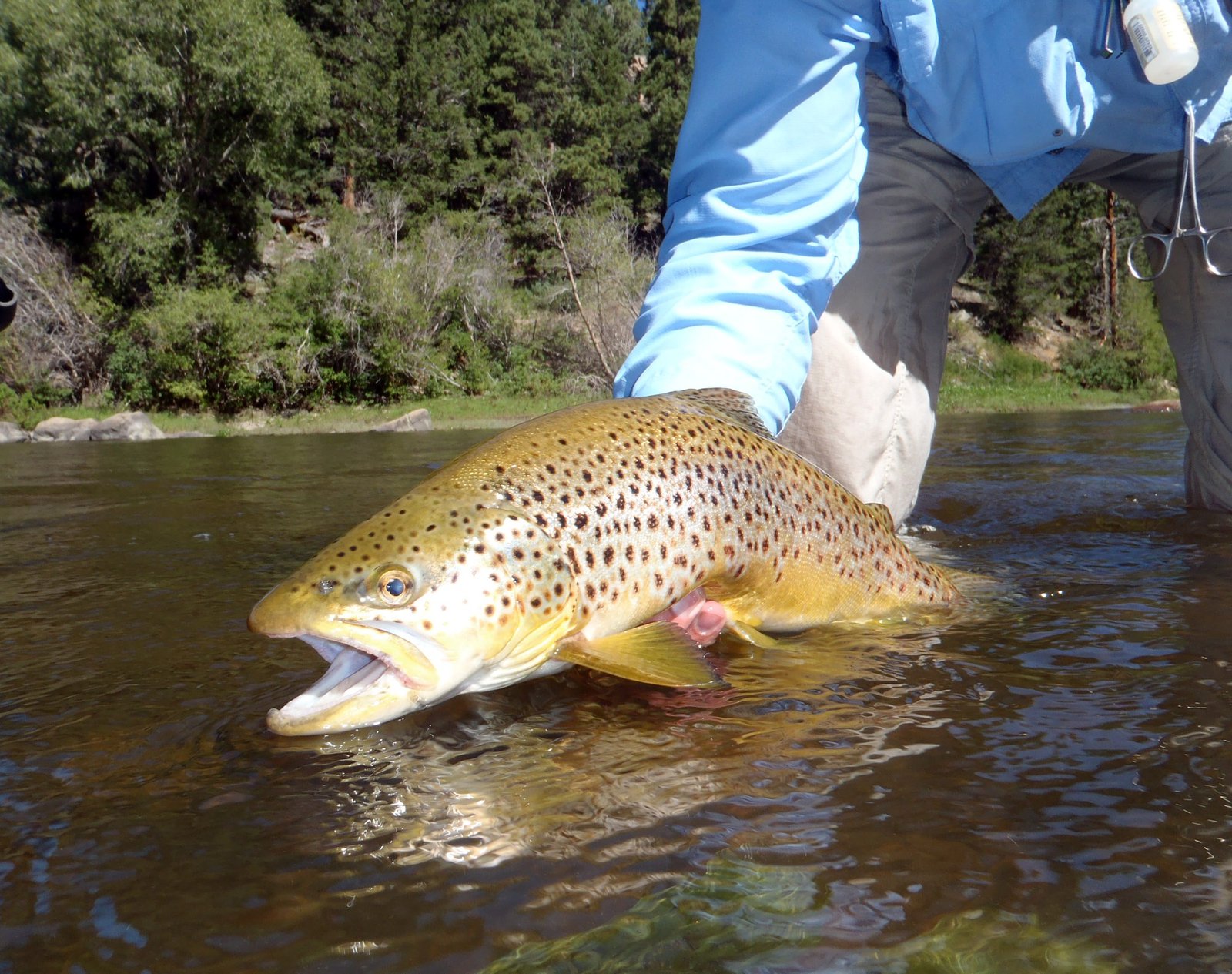 A guide working with a client on the water, photographed by Four Seasons Anglers in WY