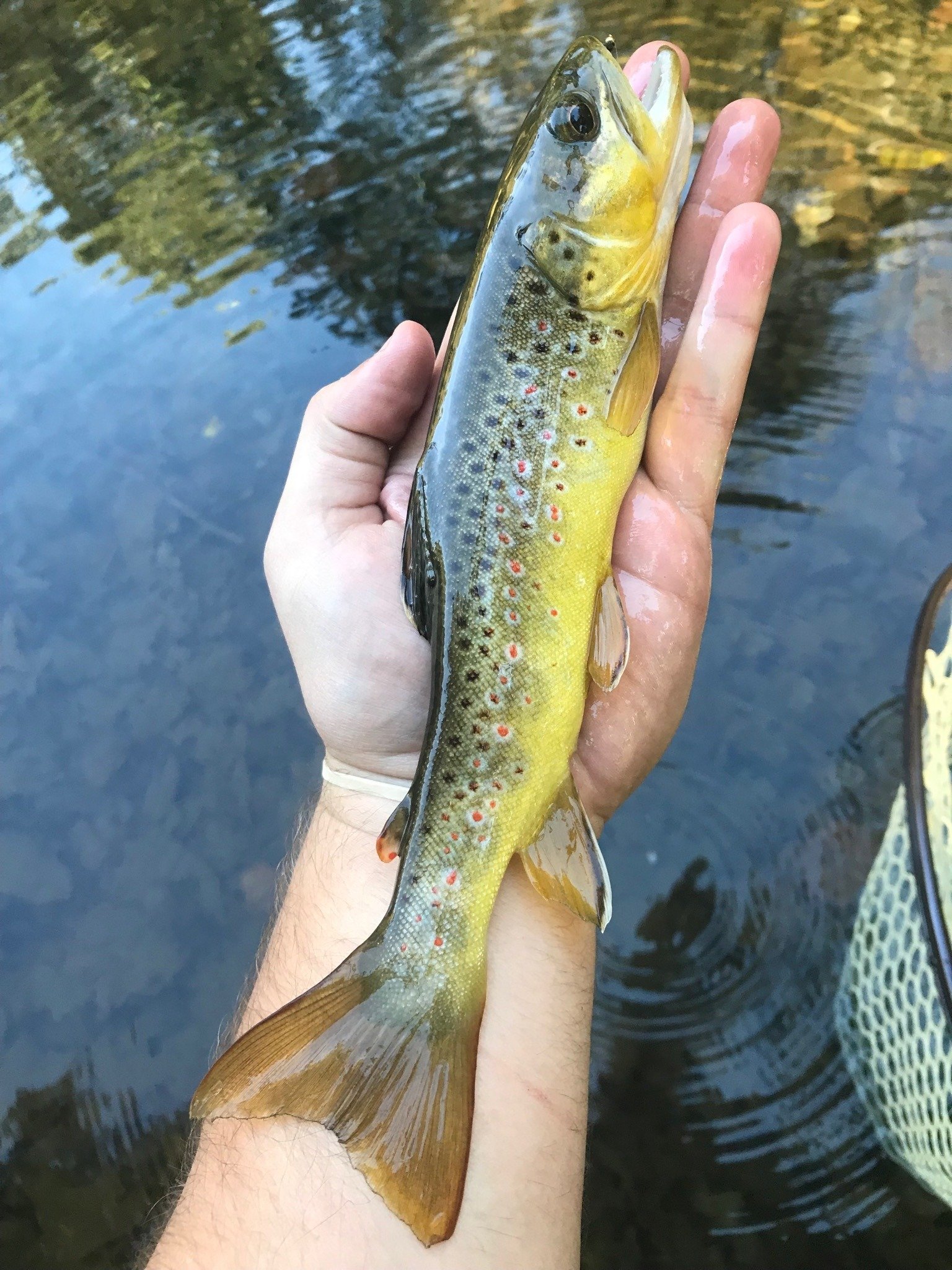 Great Feathers on the water in Maryland